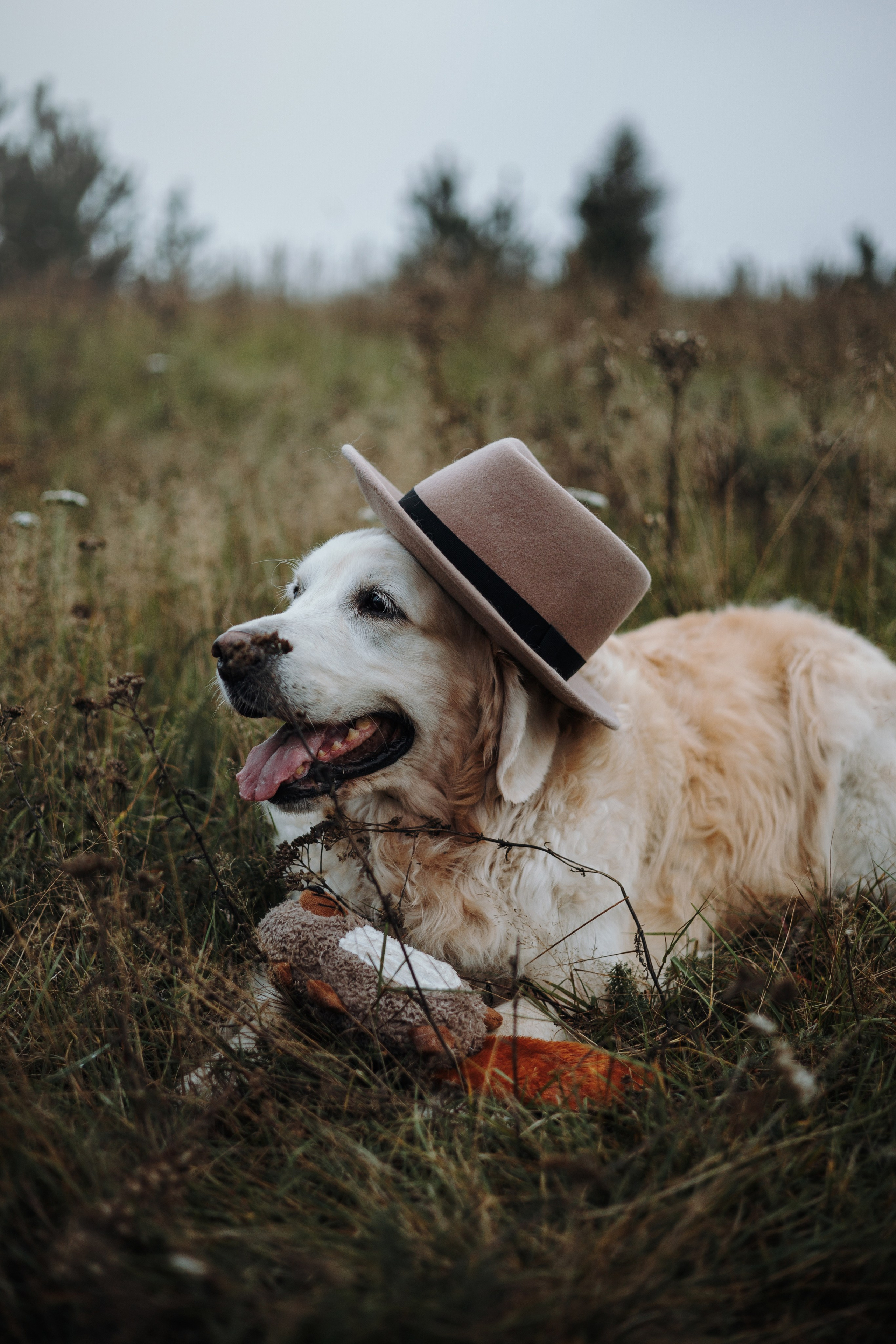 Света и Том. Фотограф — Анималист | Санкт-Петербург