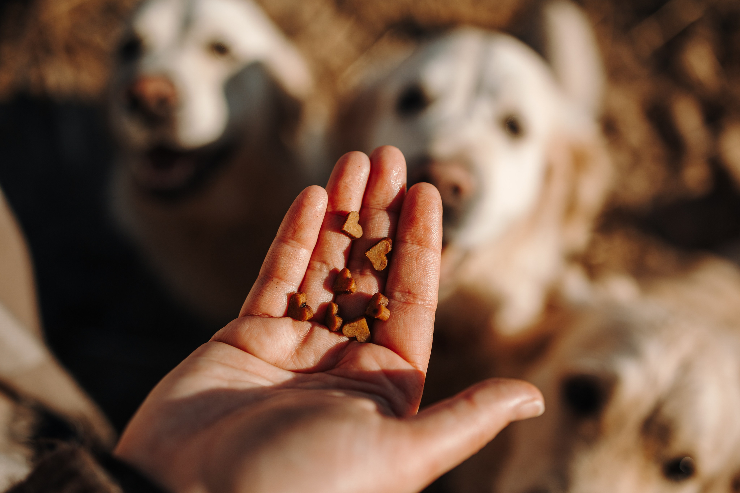 Катя и ее девочки. Фотограф — Анималист | Санкт-Петербург