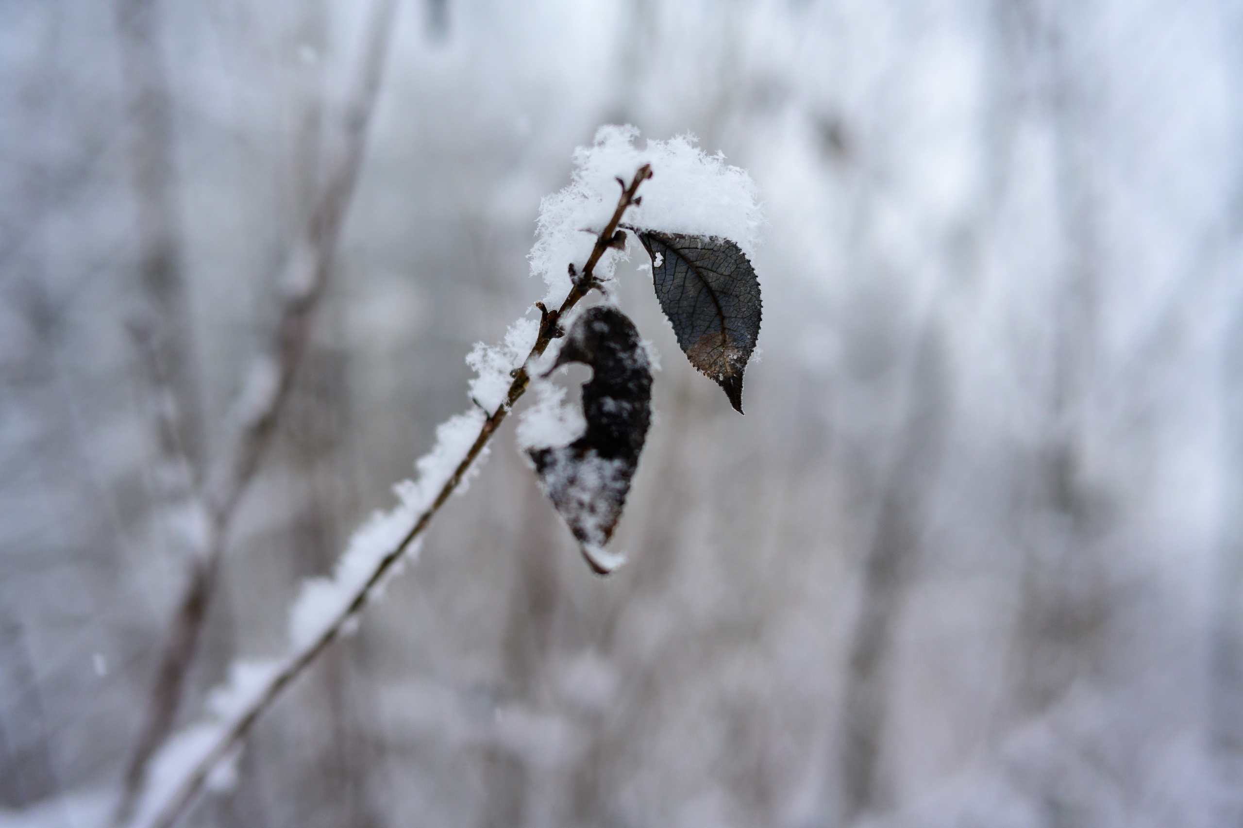 Landscape, nature, plants, details of the world around us. Personal website of photographer Dmitry Raikin