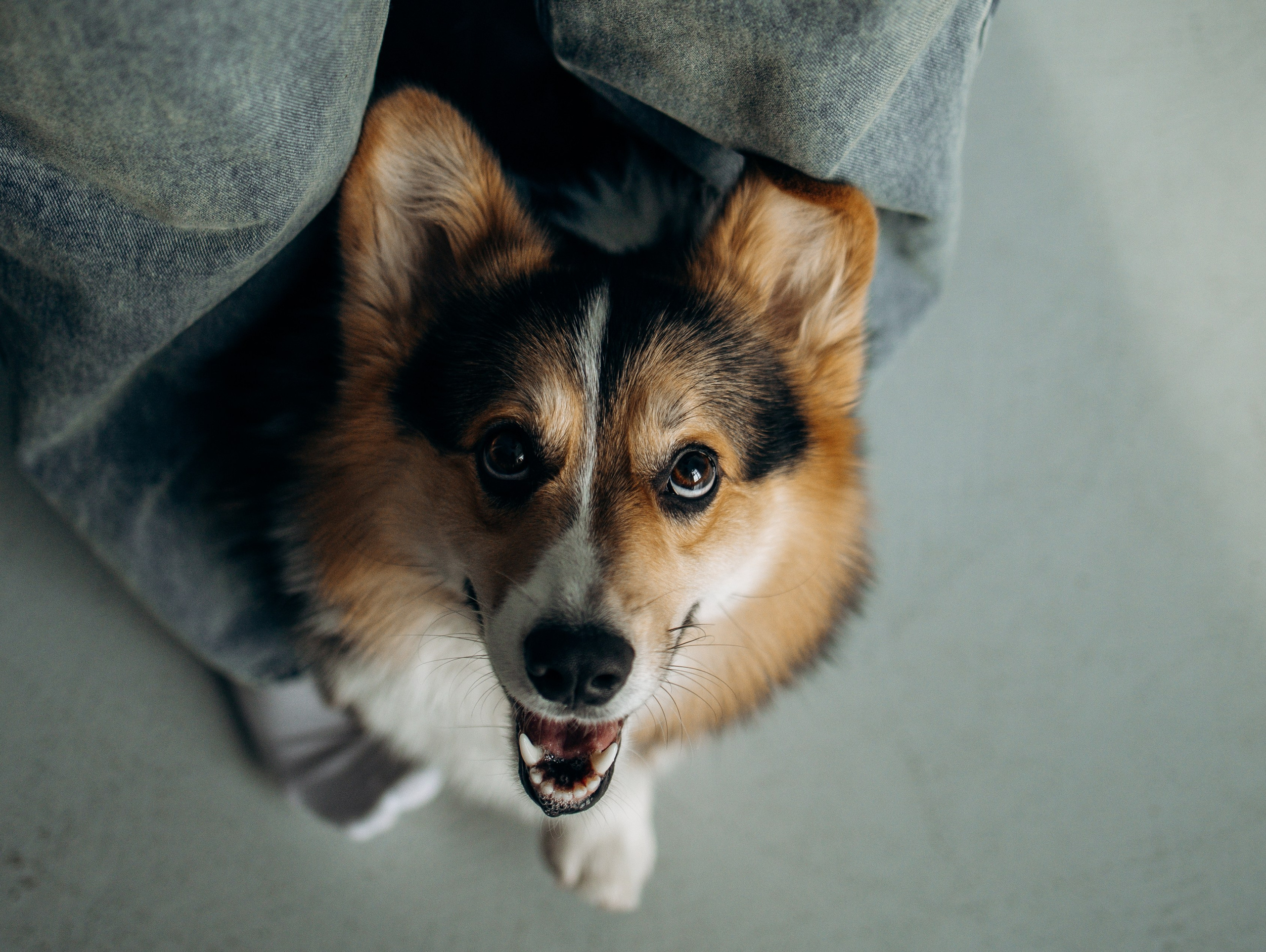 Анастасия и Коржик. Фотограф животных Евгения Верцинская