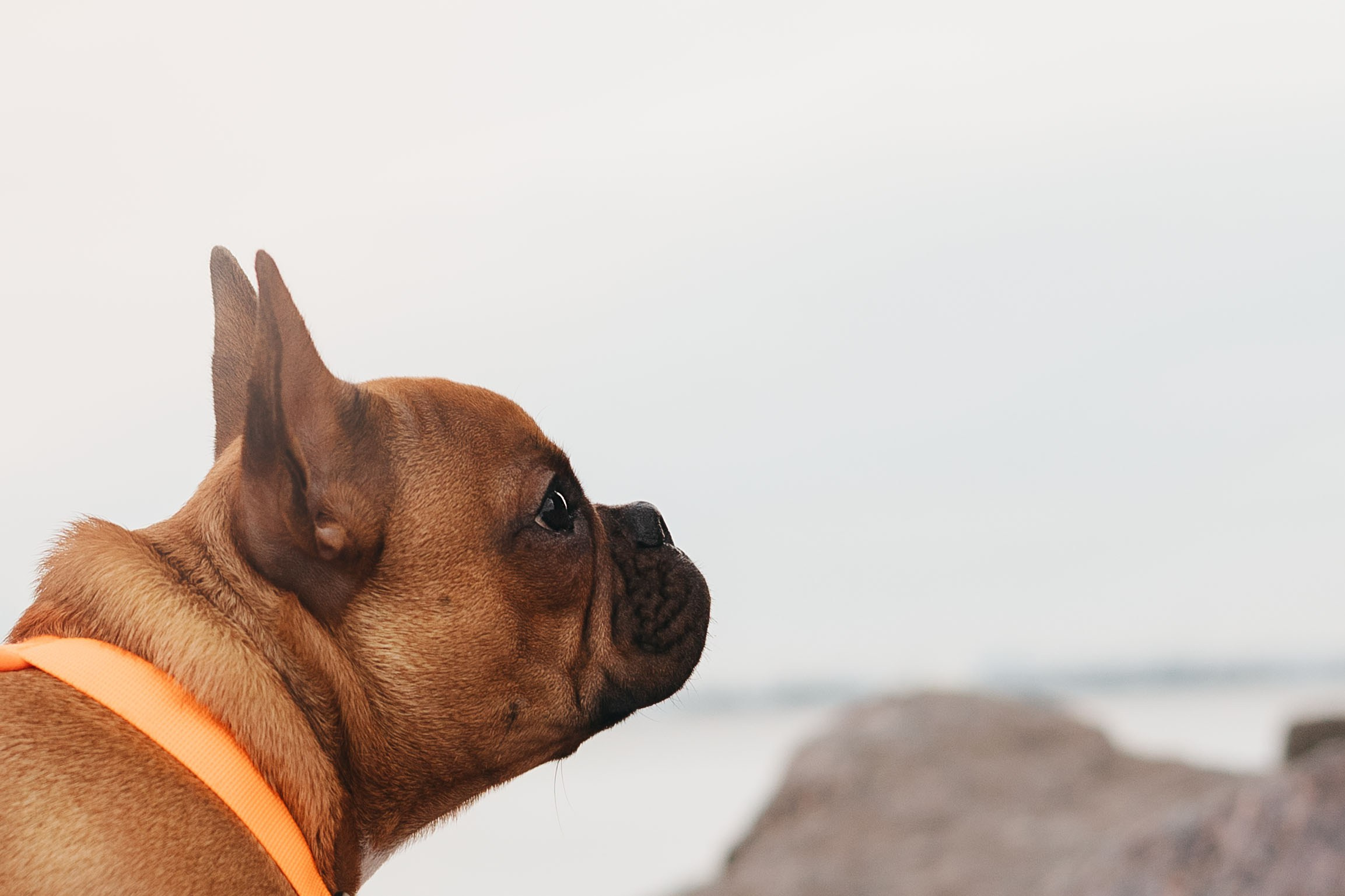 Дарья и Бонита. Фотограф животных Евгения Верцинская