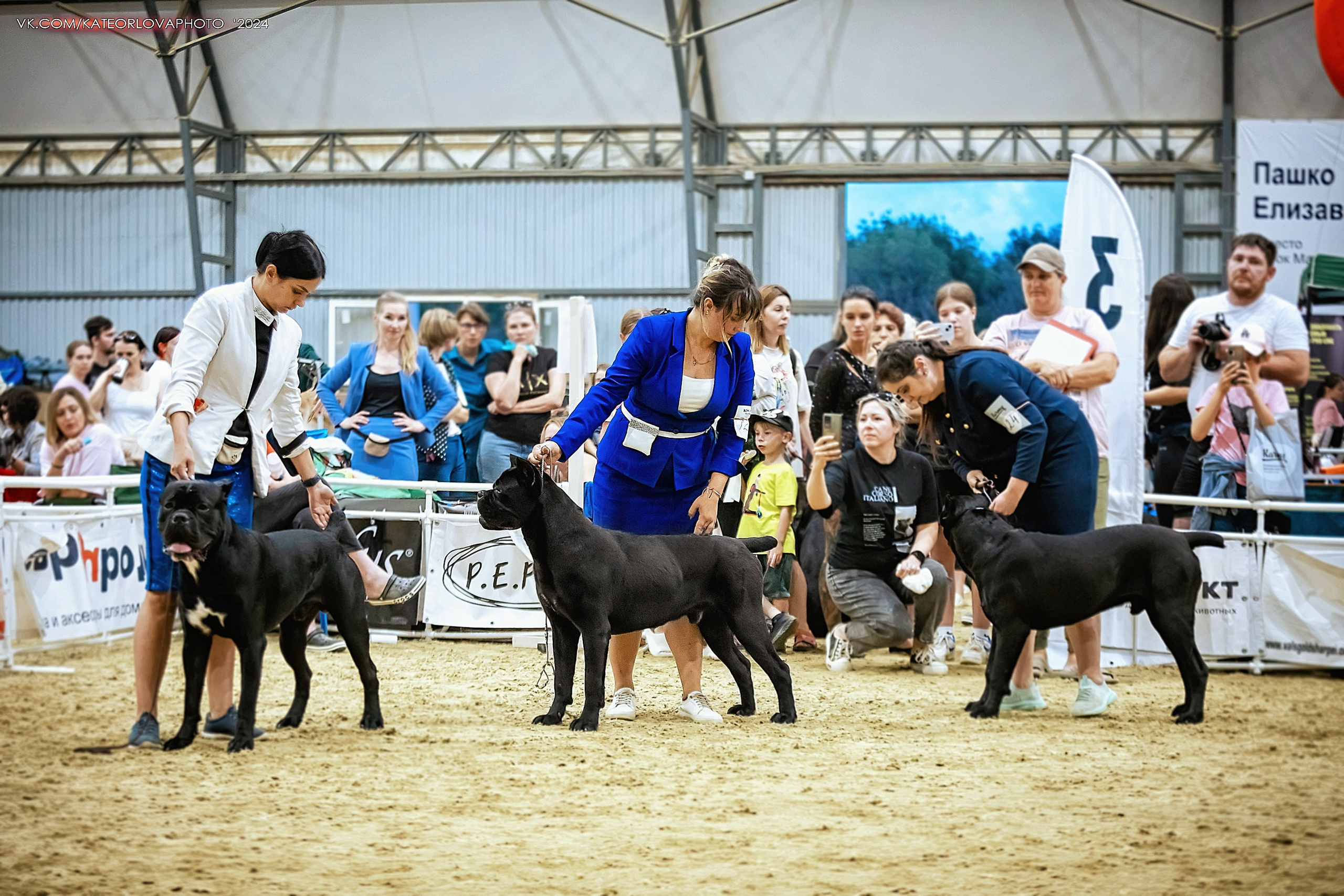 Фотосъемка собак, щенков, на выставках, фотограф анималист Россия воронеж. Питомник собак Акита, Хаски, Корги