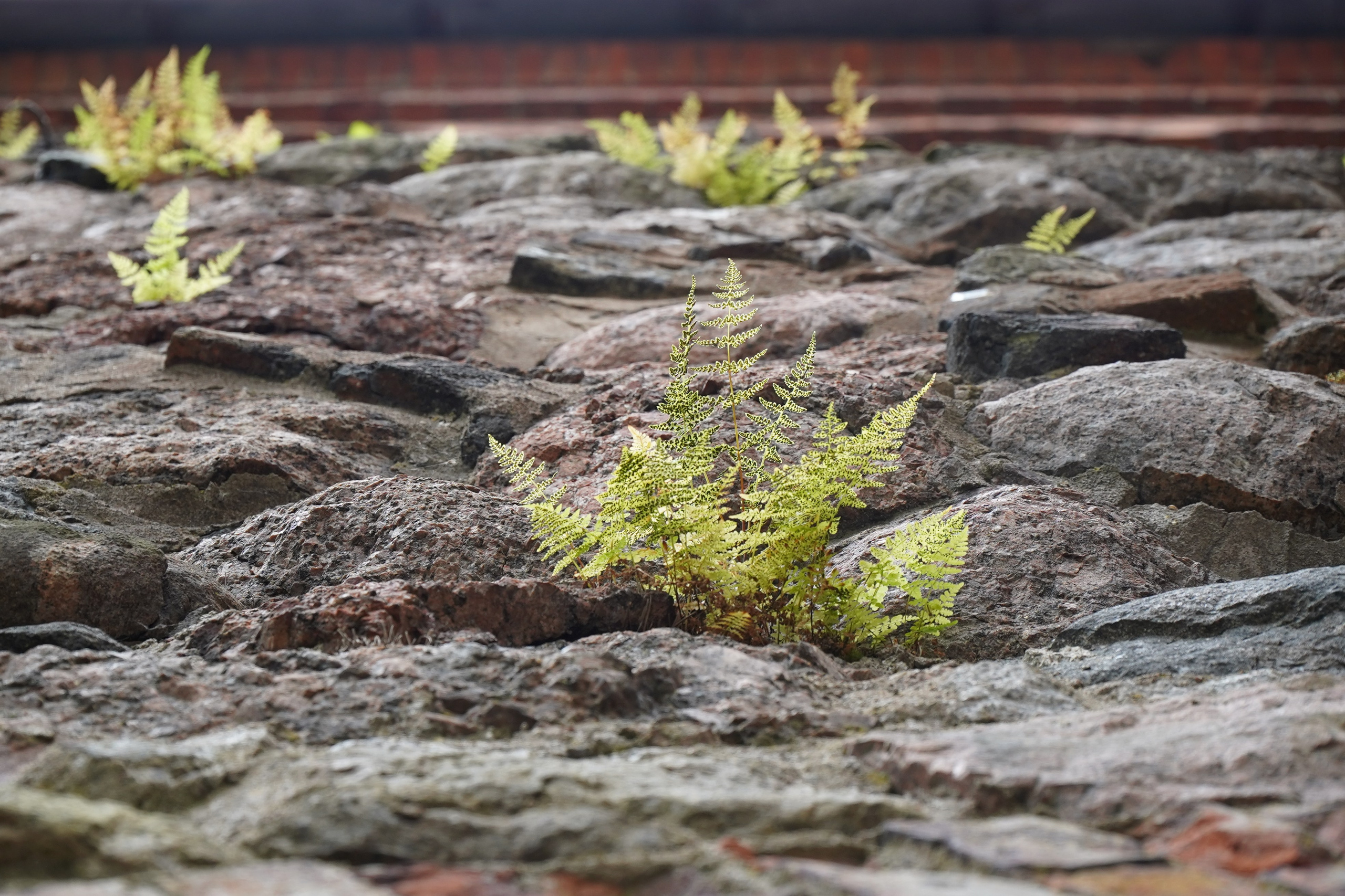 ВЫБОРГ. Июль 2024. Фотограф Наталья Погодина в г. Обнинске