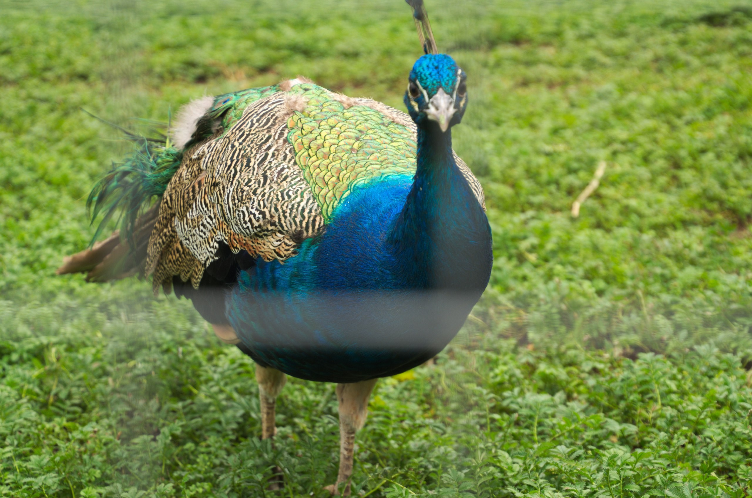 Боровск и парк птиц «Воробьи» | 17.09.2017. Галерея Фантим