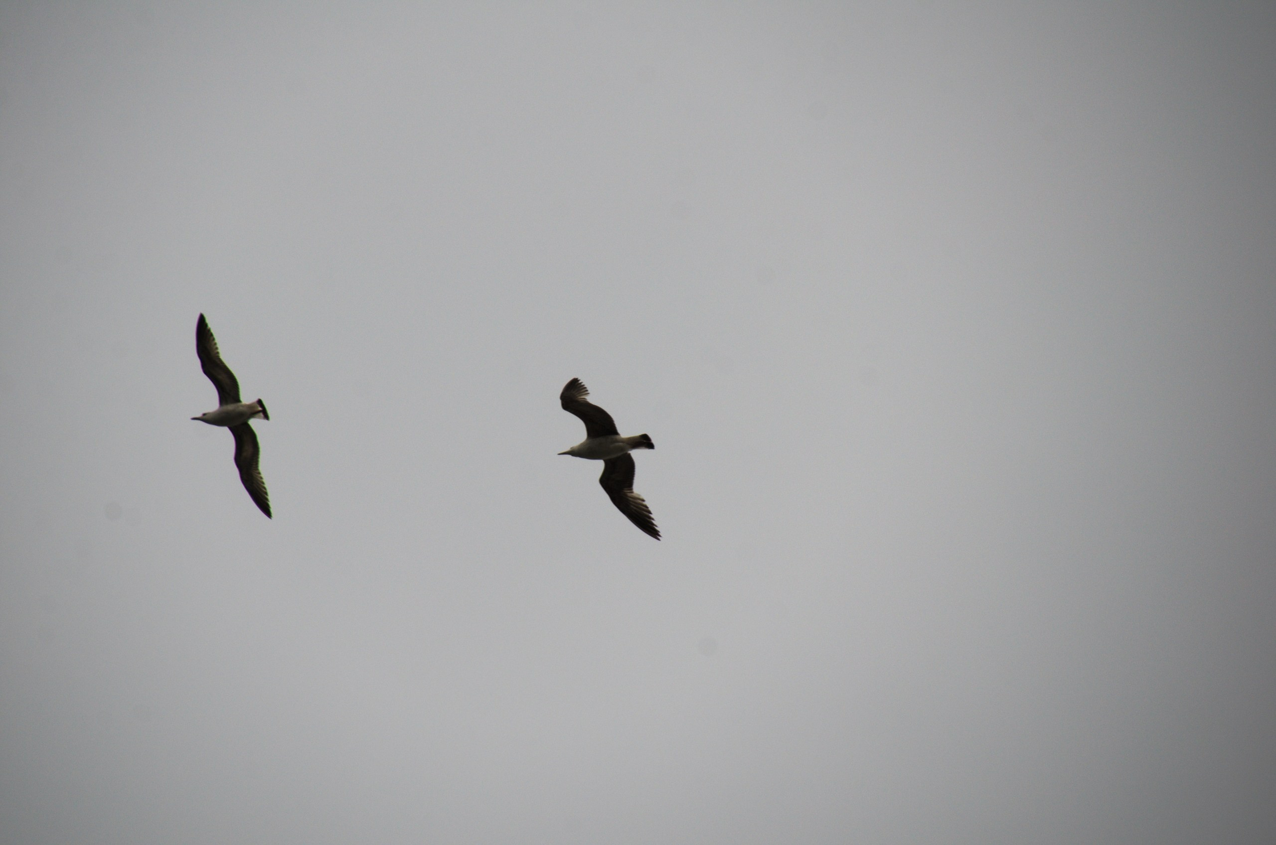 Стамбул | 01-05.05.2019. Галерея Фантим