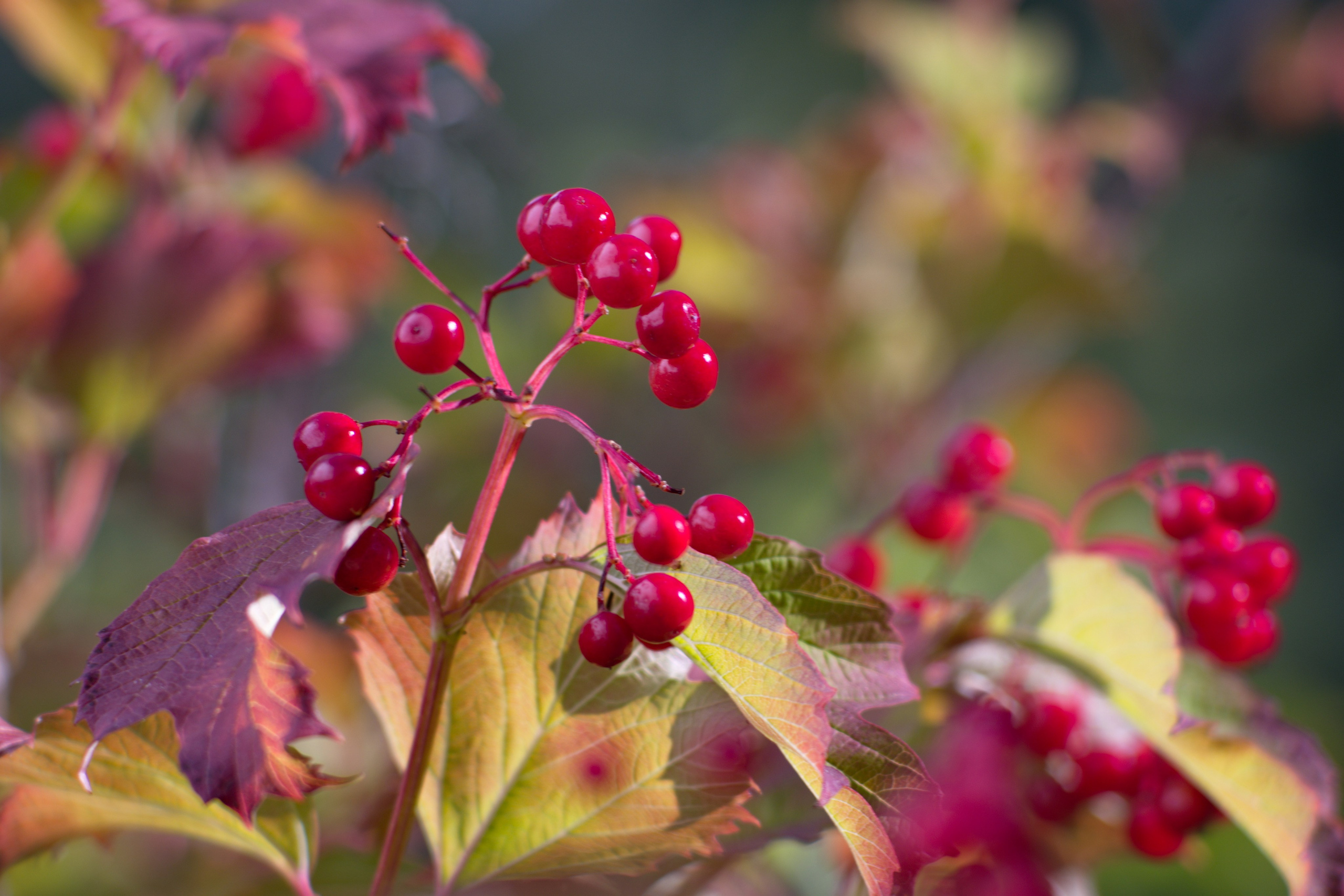 Портретный и репортажный фотограф в Санкт-Петербурге Алексей Гончаров