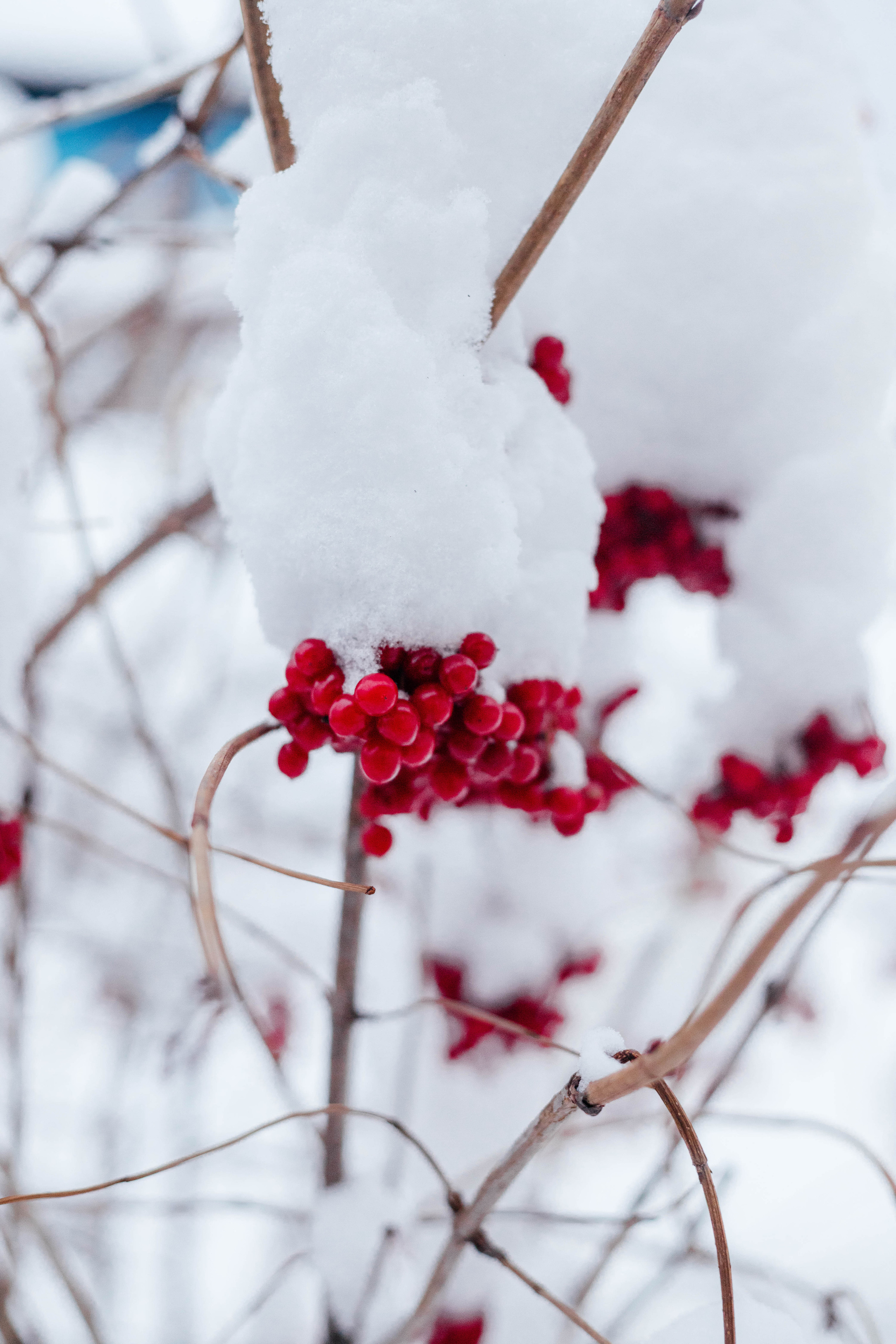 Зима в деревне. Свадебный и семейный фотограф Анна Печенкина