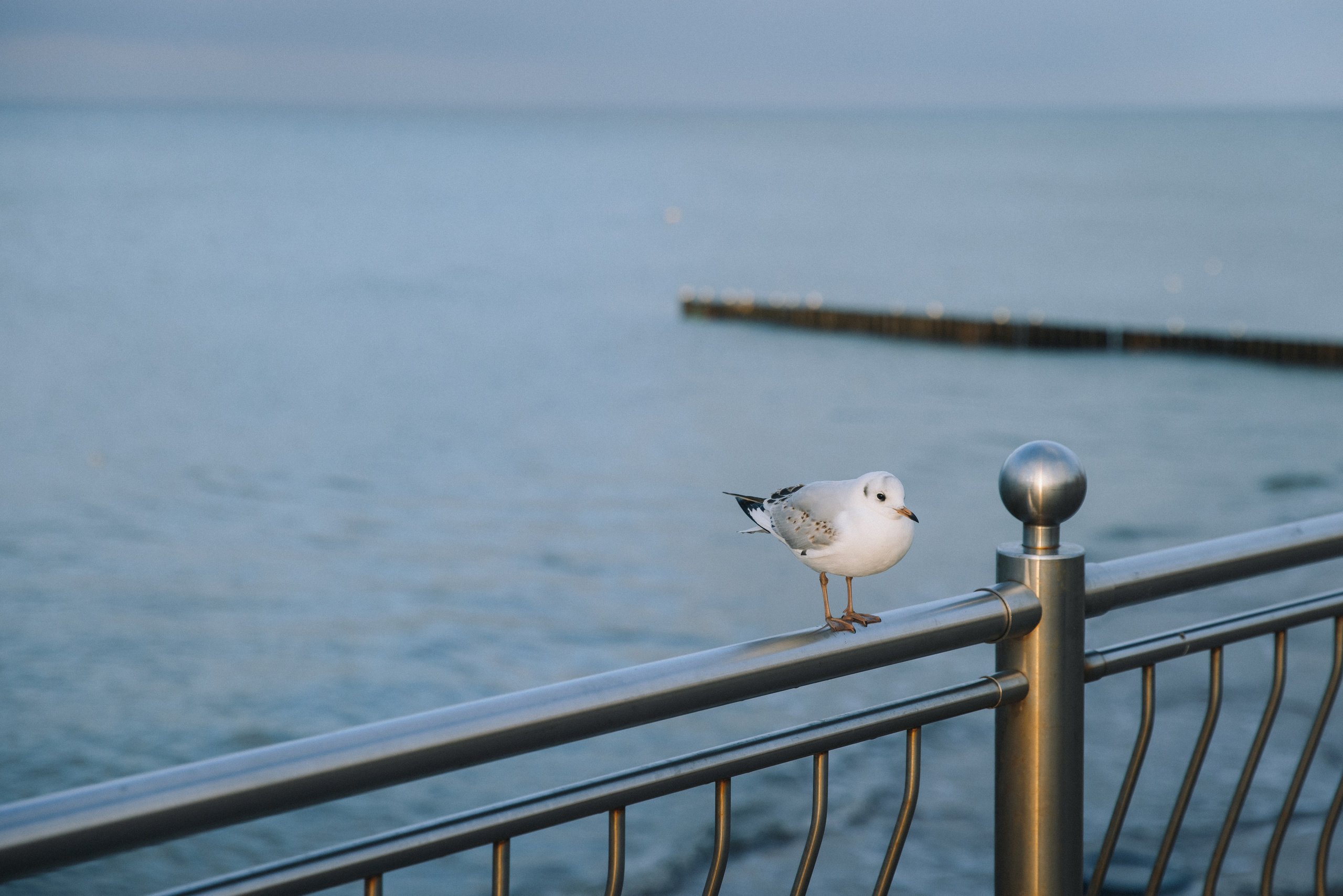 Фотосъёмки дома, в студии, в интерьере. Фотограф Зеленоградск Красильникова Елена