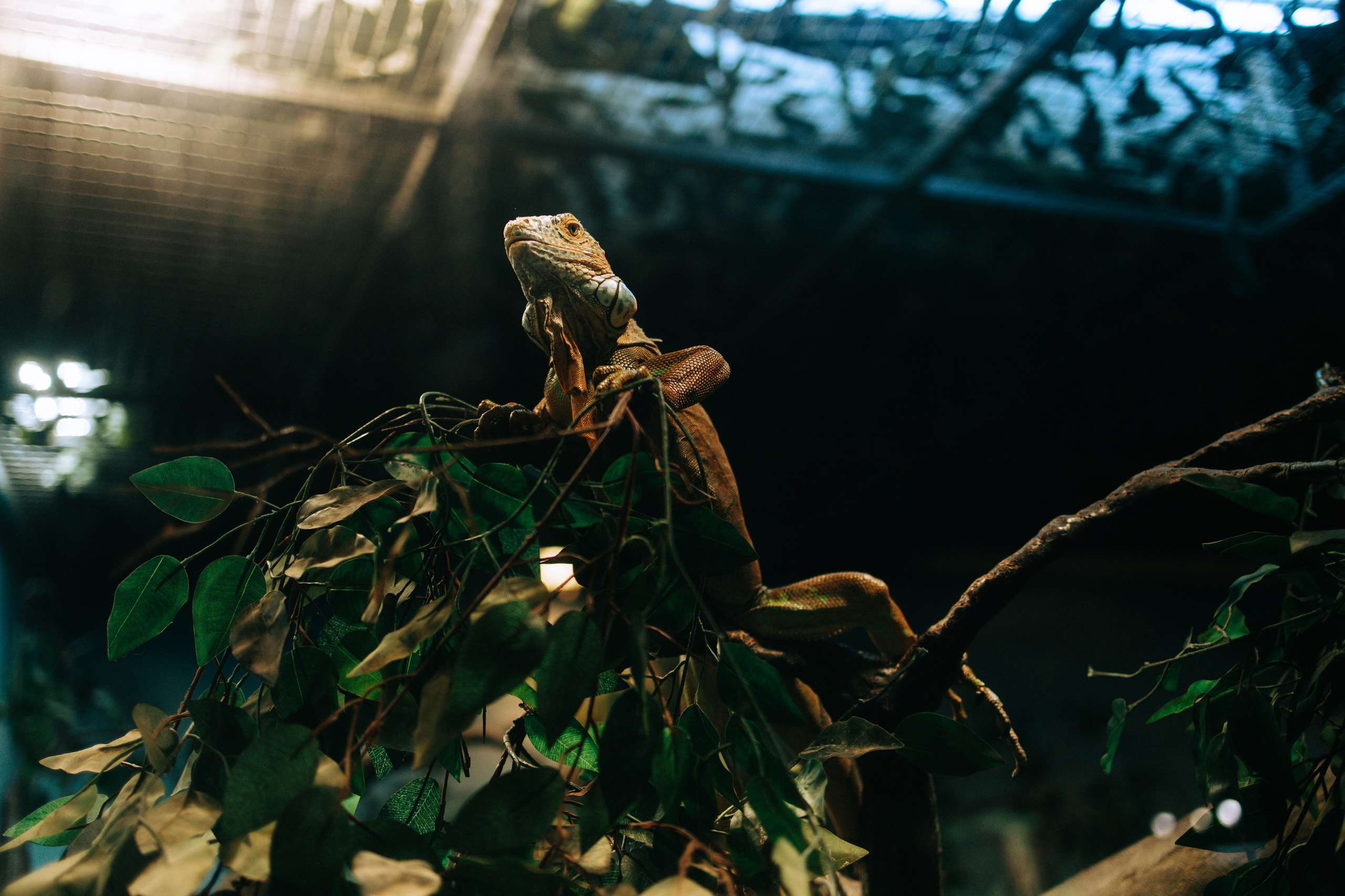 Осень, парк, экзотариум. Свадебный и семейный фотограф в Туле и области Маша Костина