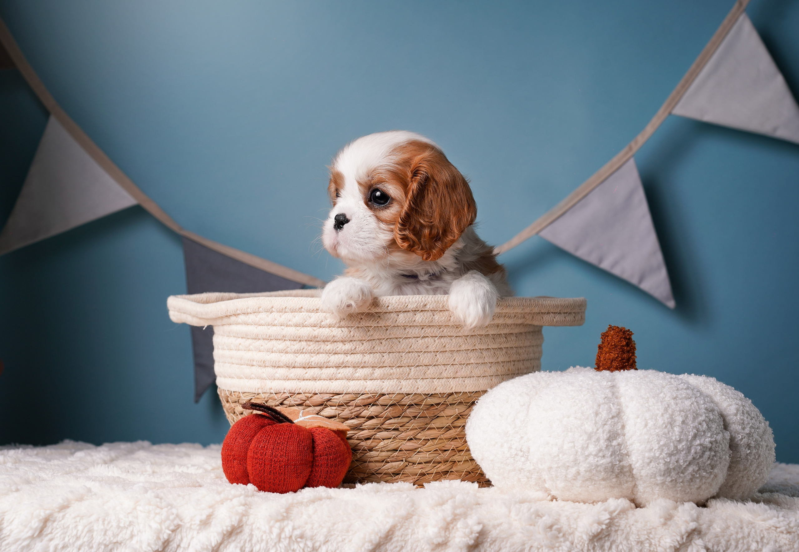 Щенки кавалера. Фотограф-анималист в Санкт-Петербурге Яна Мартынова