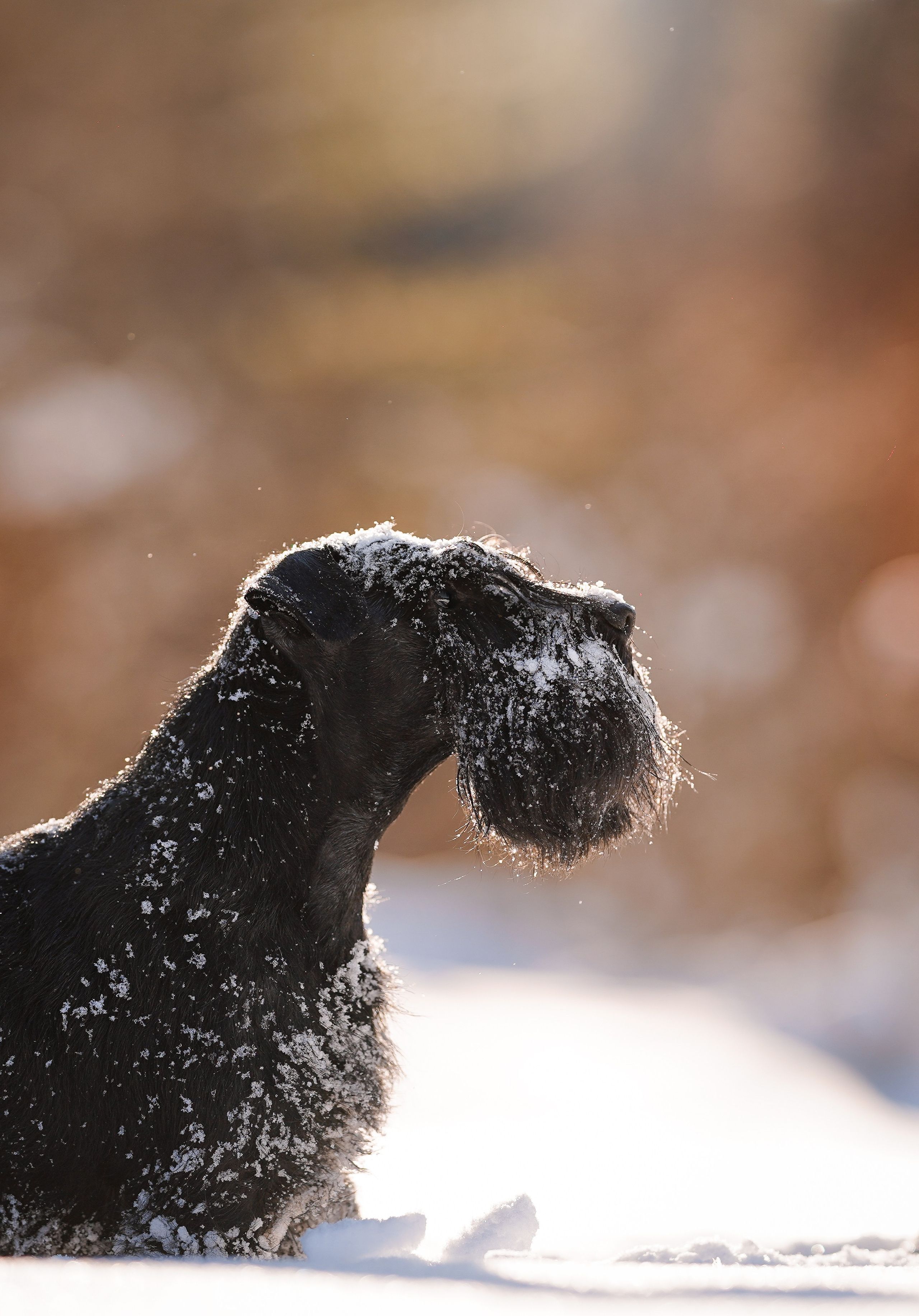 Настя Энзо и Мия. Фотограф-анималист в Санкт-Петербурге Яна Мартынова
