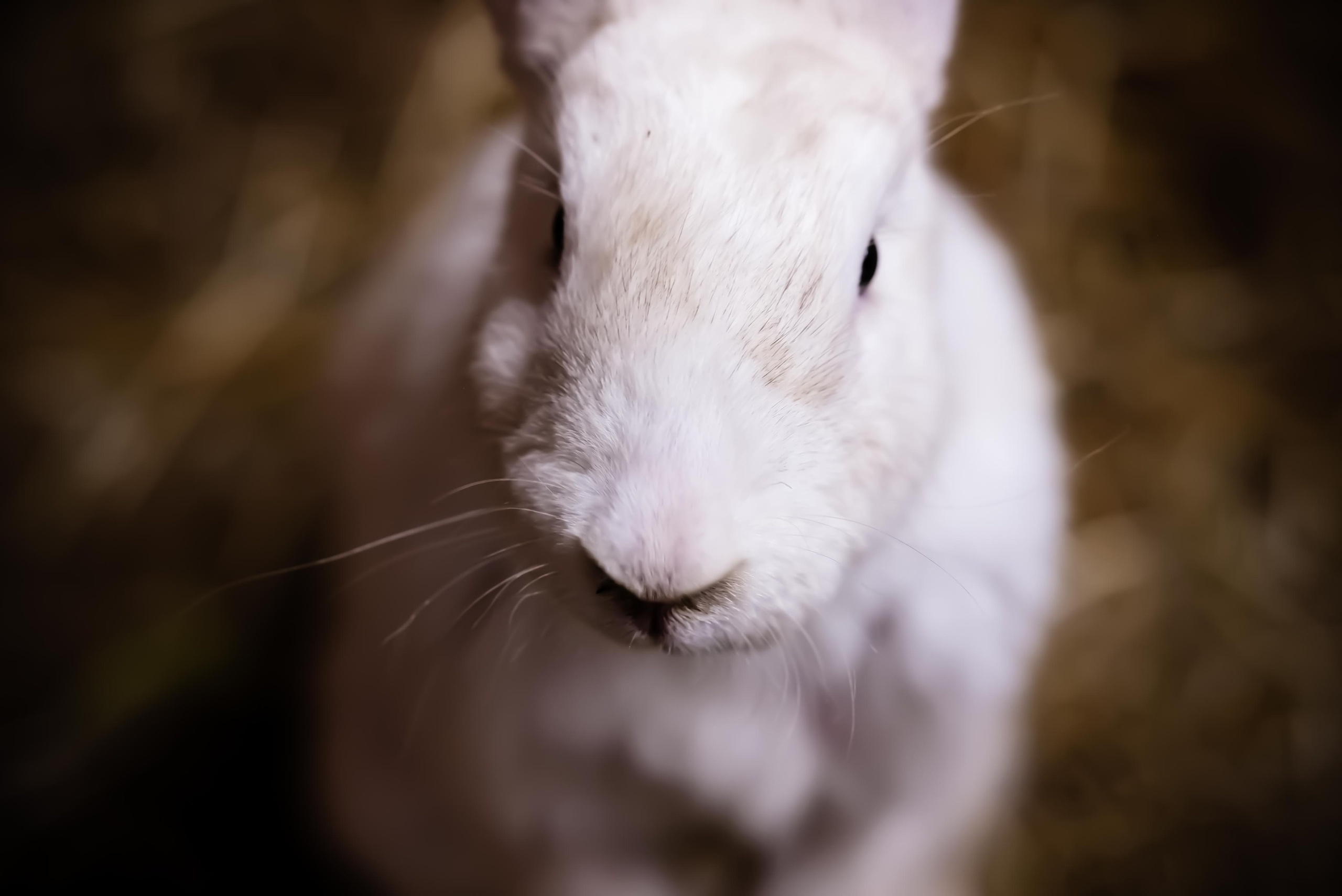 Животные и птицы. KRUTOVA_фотографирую жизнь