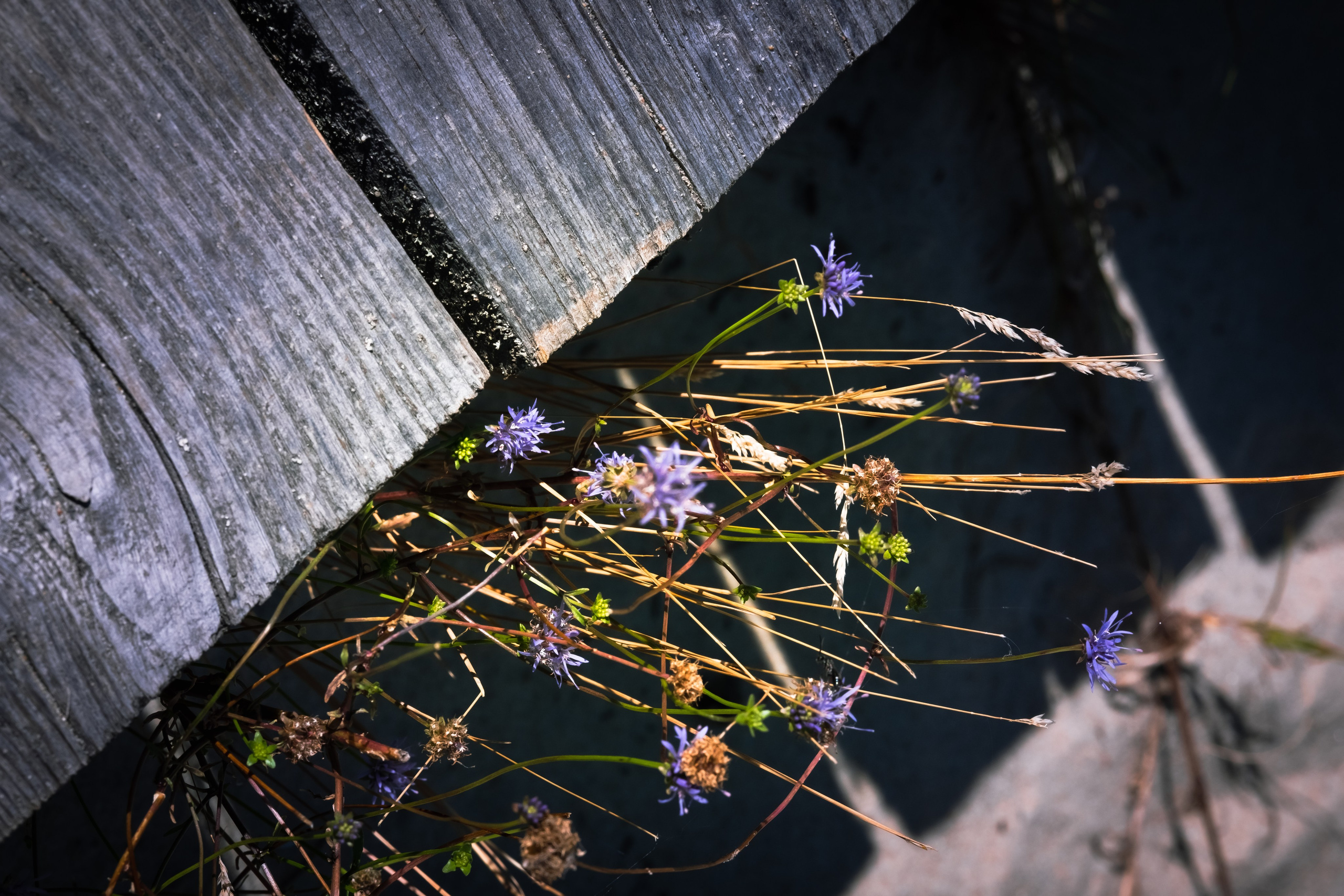 Чем дальше в лес. KRUTOVA_фотографирую жизнь