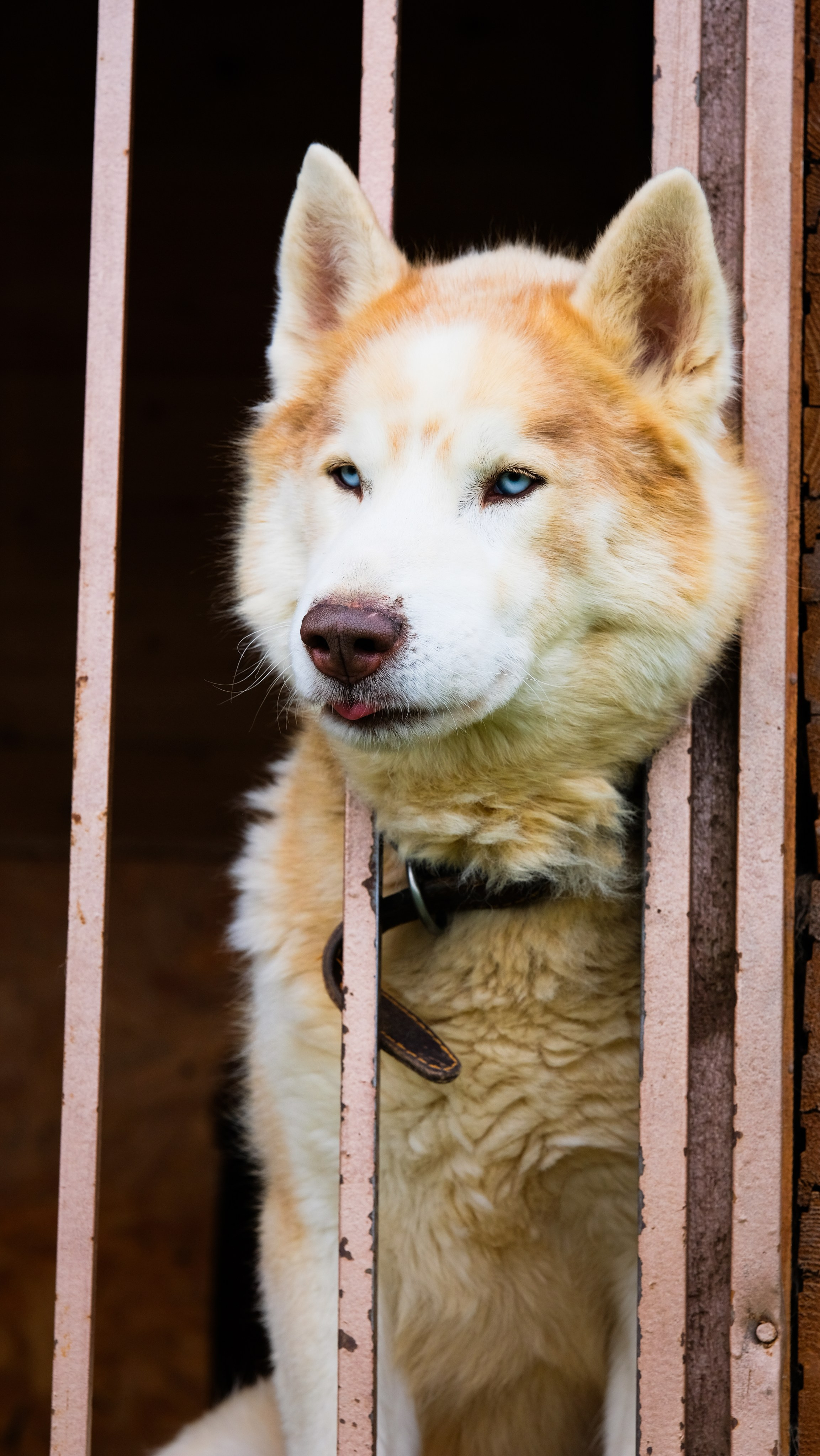 Приют Хаски. KRUTOVA_фотографирую жизнь