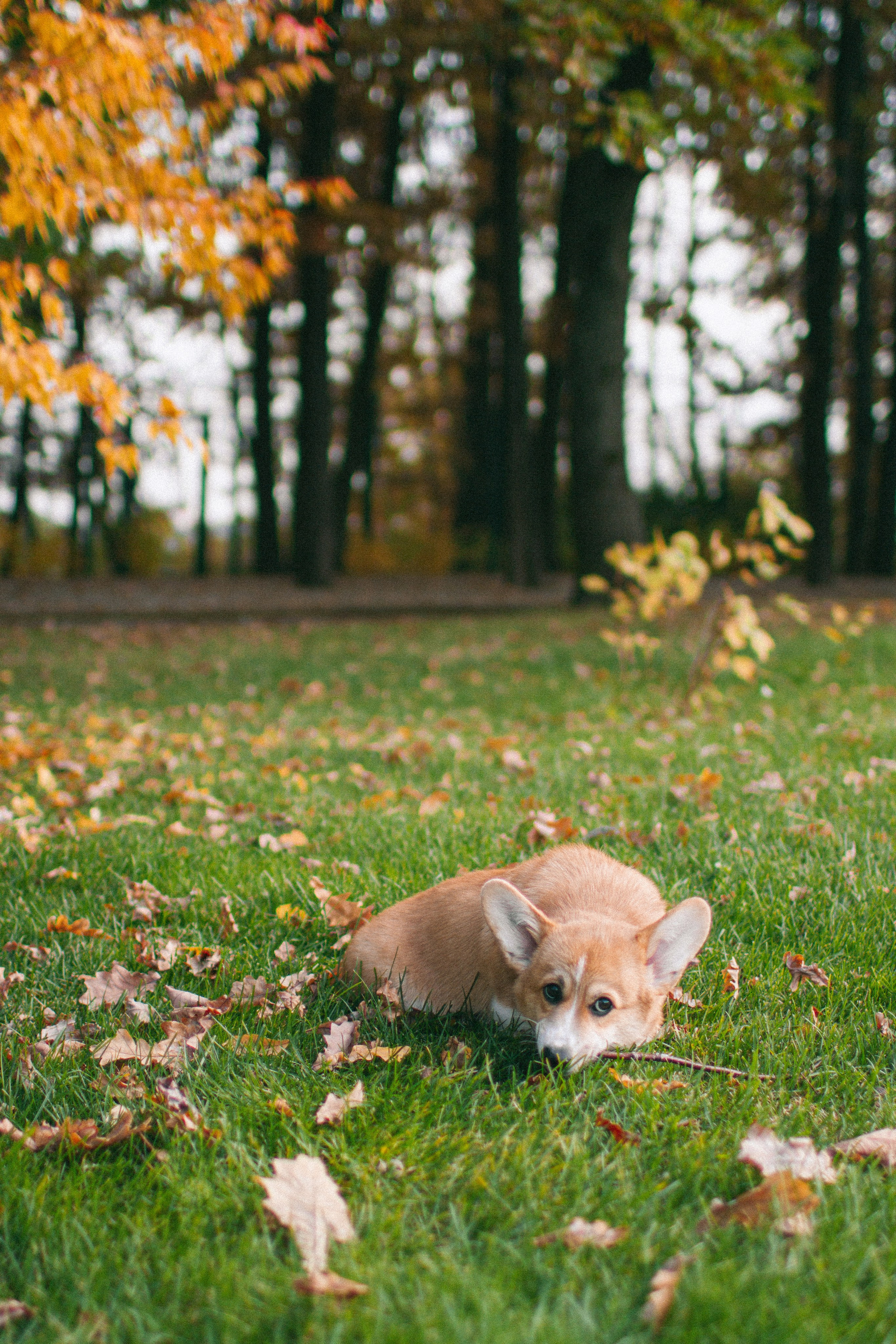 Marina & Persik. Portrait photographer in New York, Yulia Zubova