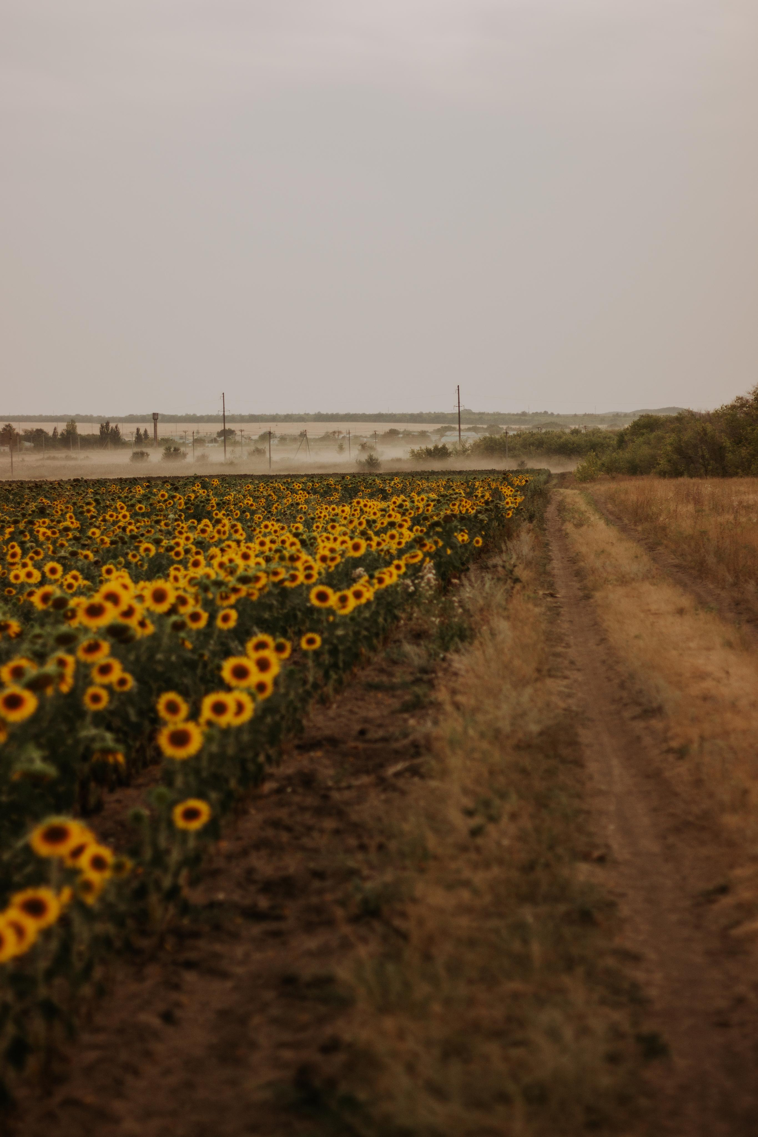 Ирина. Фотограф в Большой Черниговка, Самаре. Некрасова Виктория