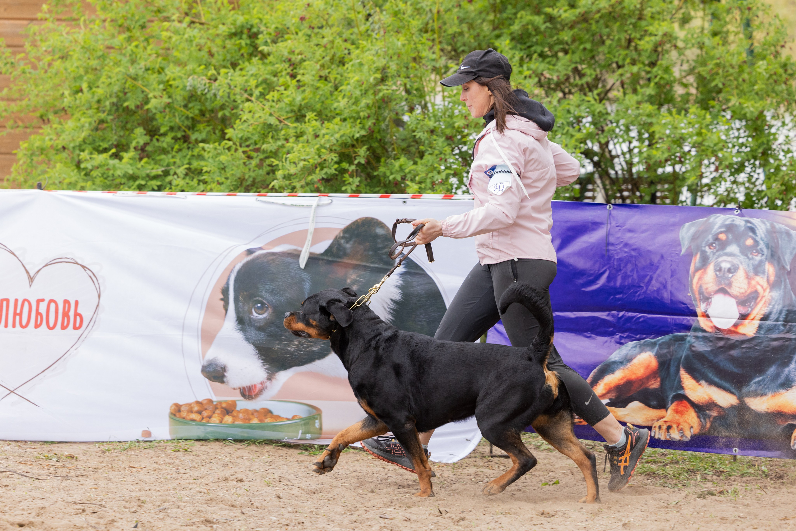 Саратов моно ротвейлеров 26-27.04.2025. Фотограф-анималист Юлия Германика
