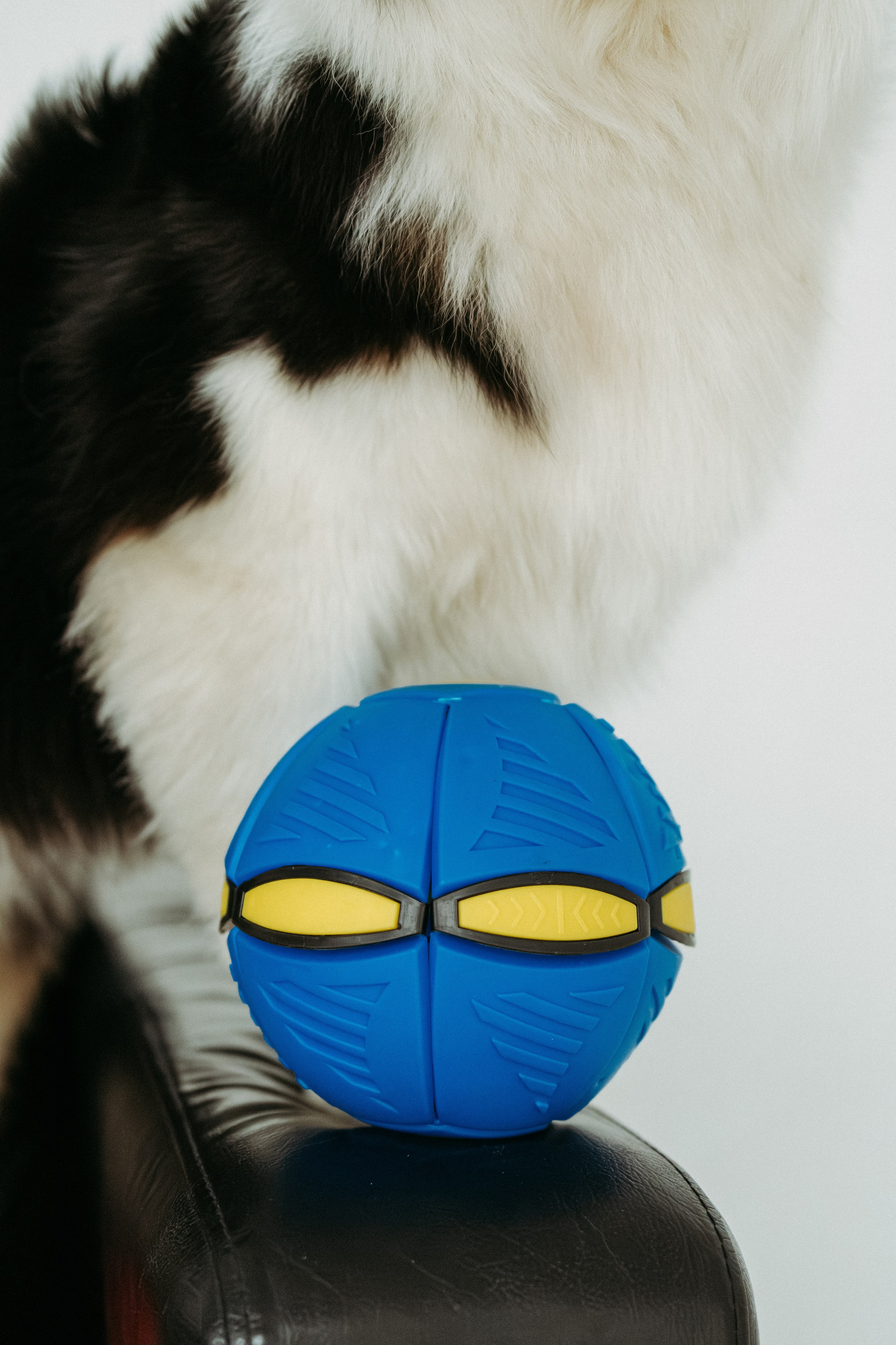 Мячи-попрыгуны. Фотораф — анималист Мария Шистка