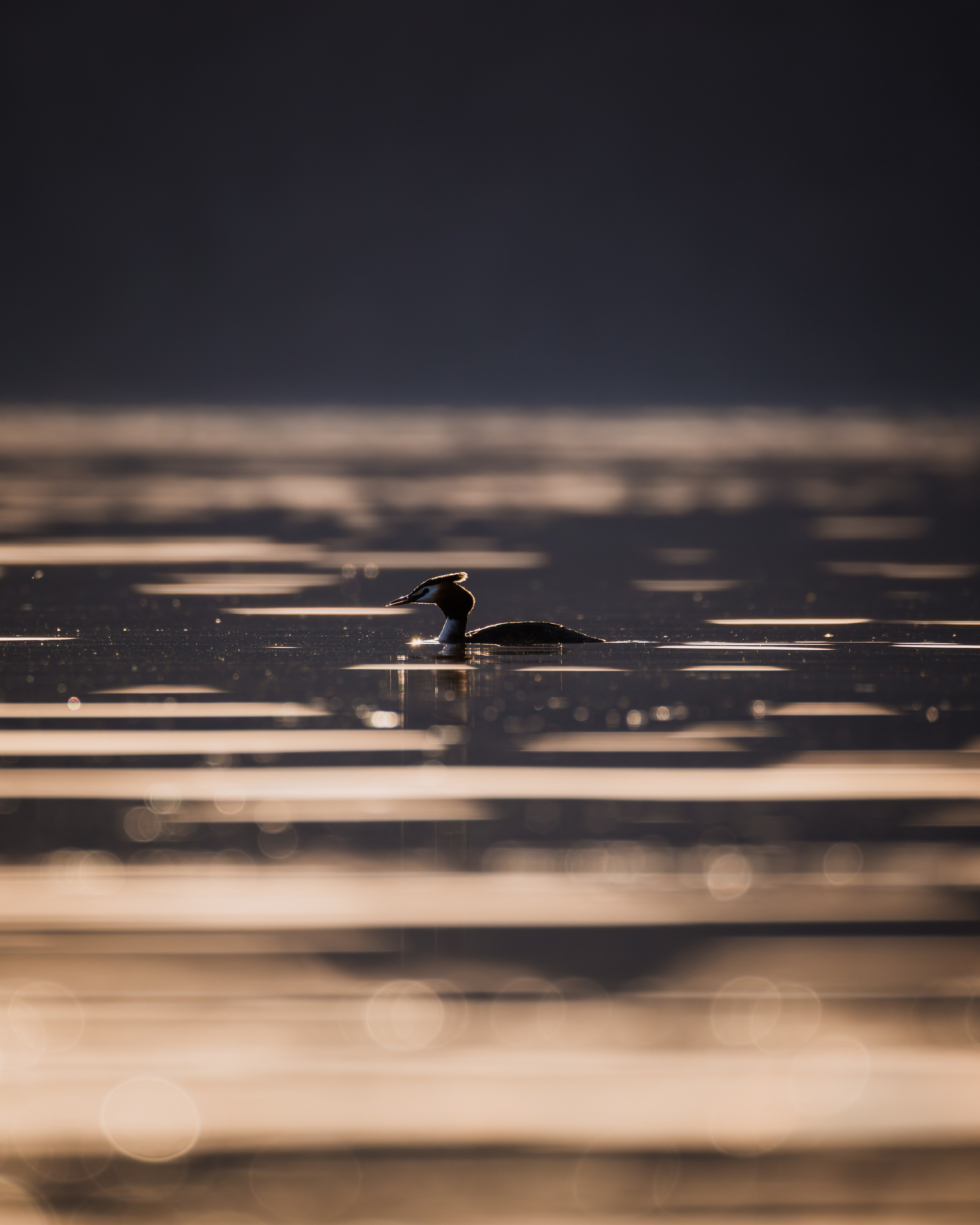 Voronezh 2026. Anton Chernov | Wildlife photographer