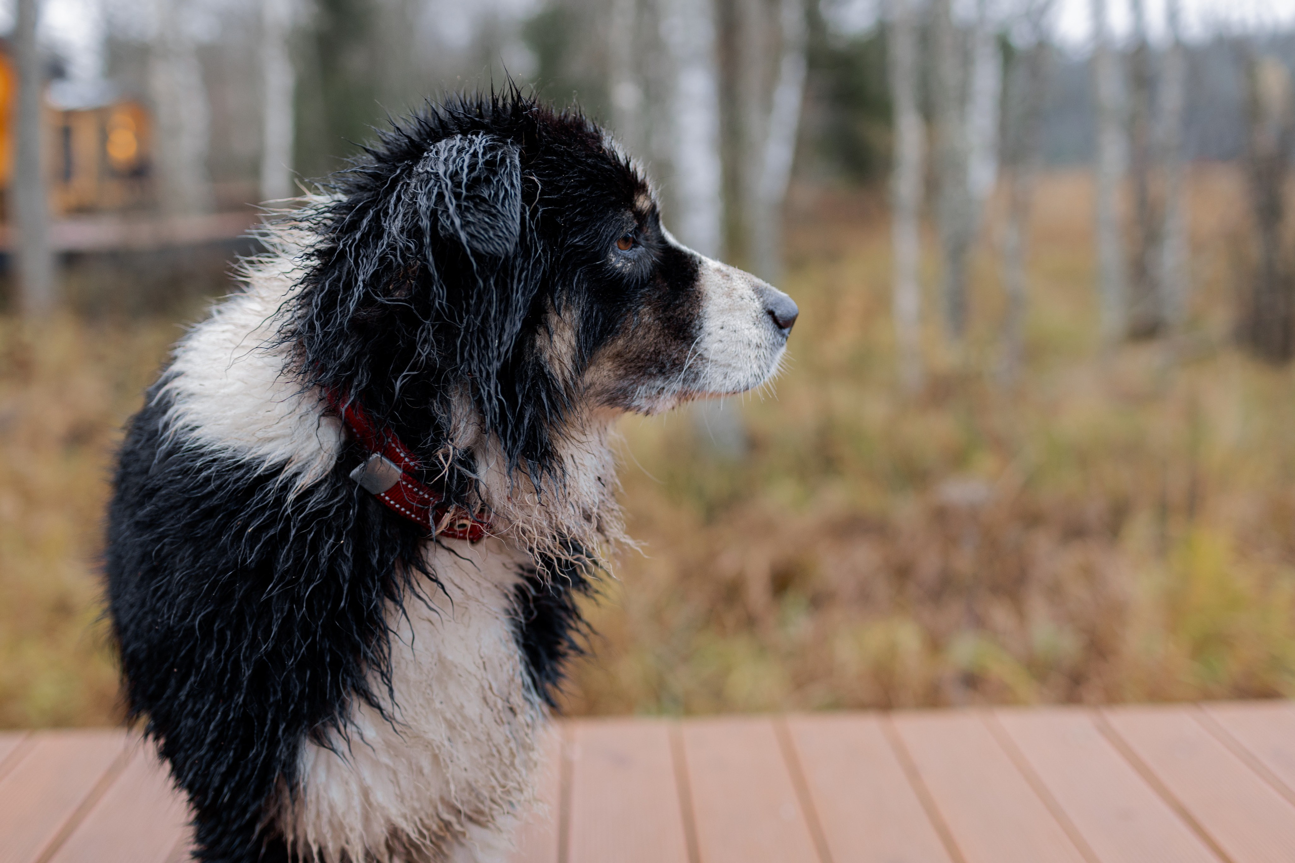 Съемка для глемпинг-отеля Хюгге Кэмп. Природа. Саша Кушнерова Фотографии. Sasha Kushnerova Photos