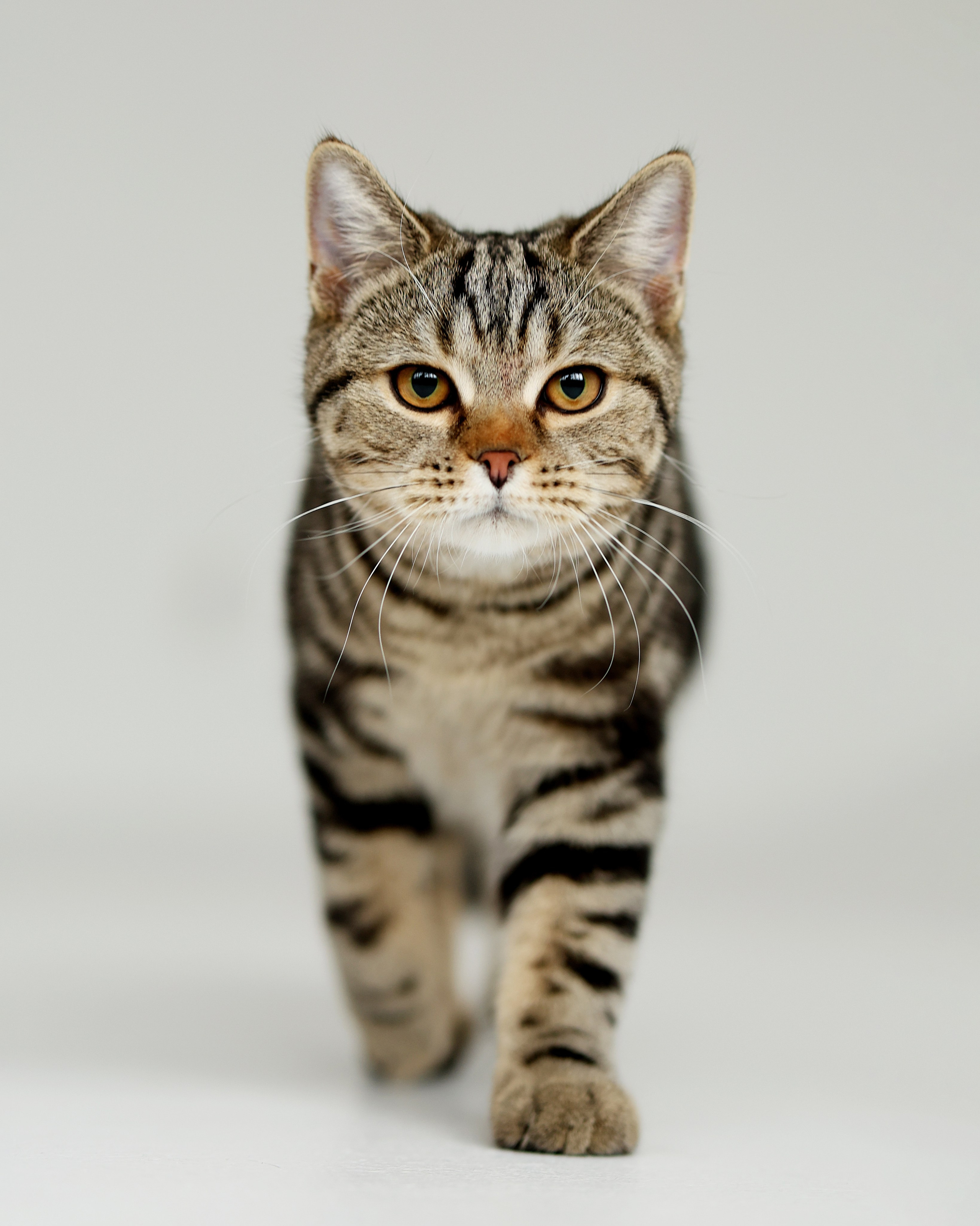 Мои работы. Юлия Шаронова — профессиональный фотограф анималист