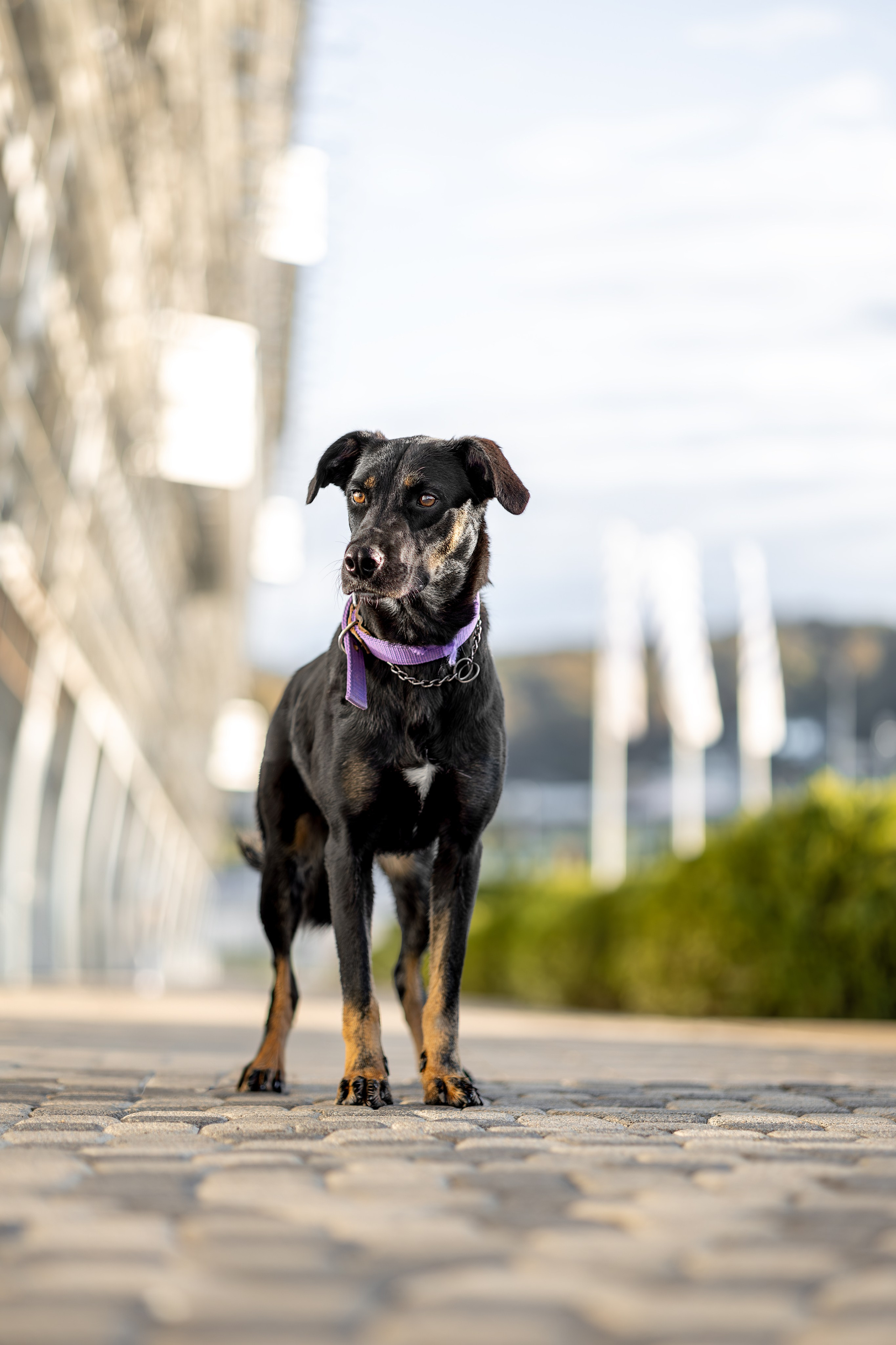 Кураторские питомцы Сириус. Ирина Голомб|Фотограф-анималист в  Сочи и Калининграде