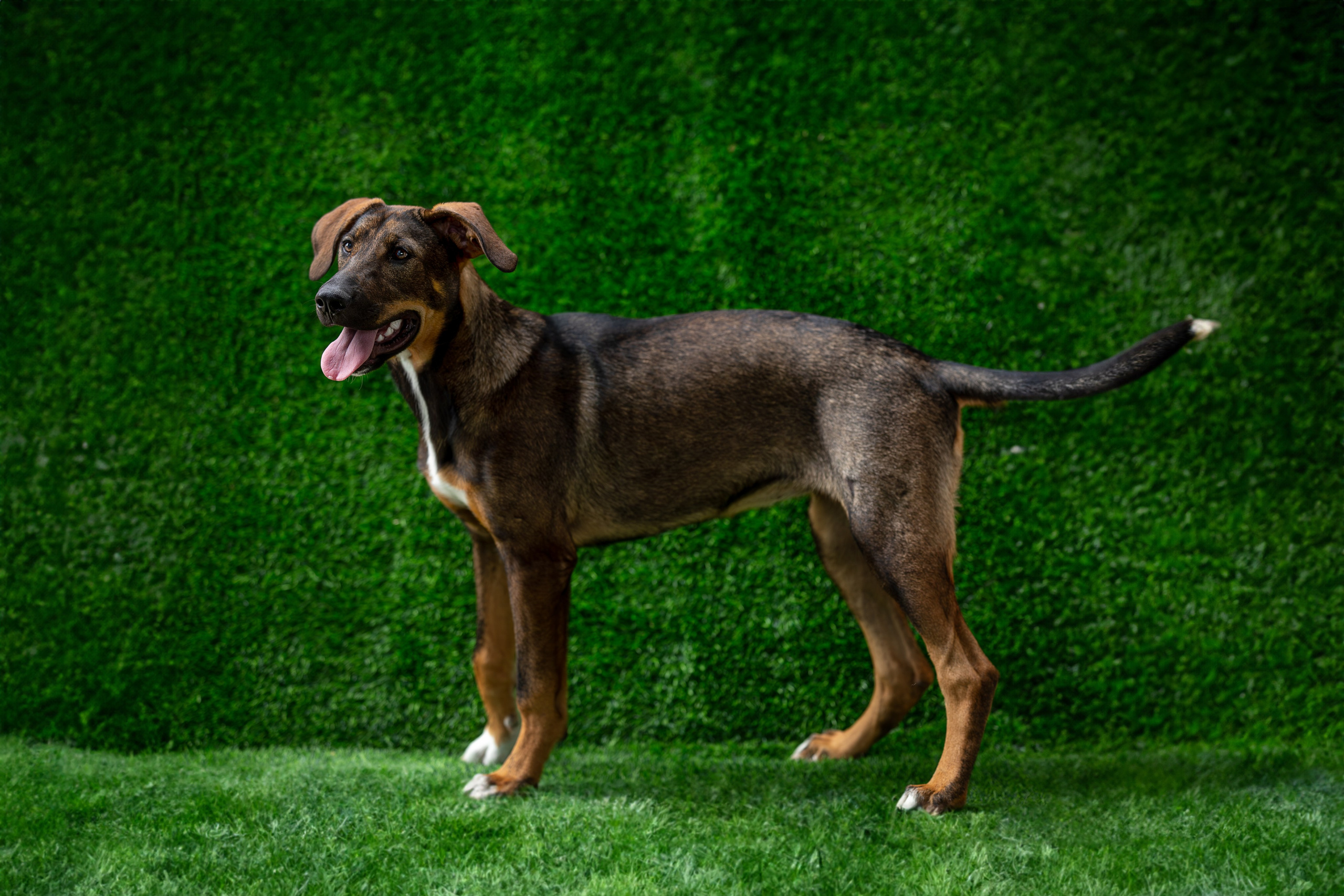 Мини-приют «Возрождение». Ирина Голомб|Фотограф-анималист в  Сочи и Калининграде