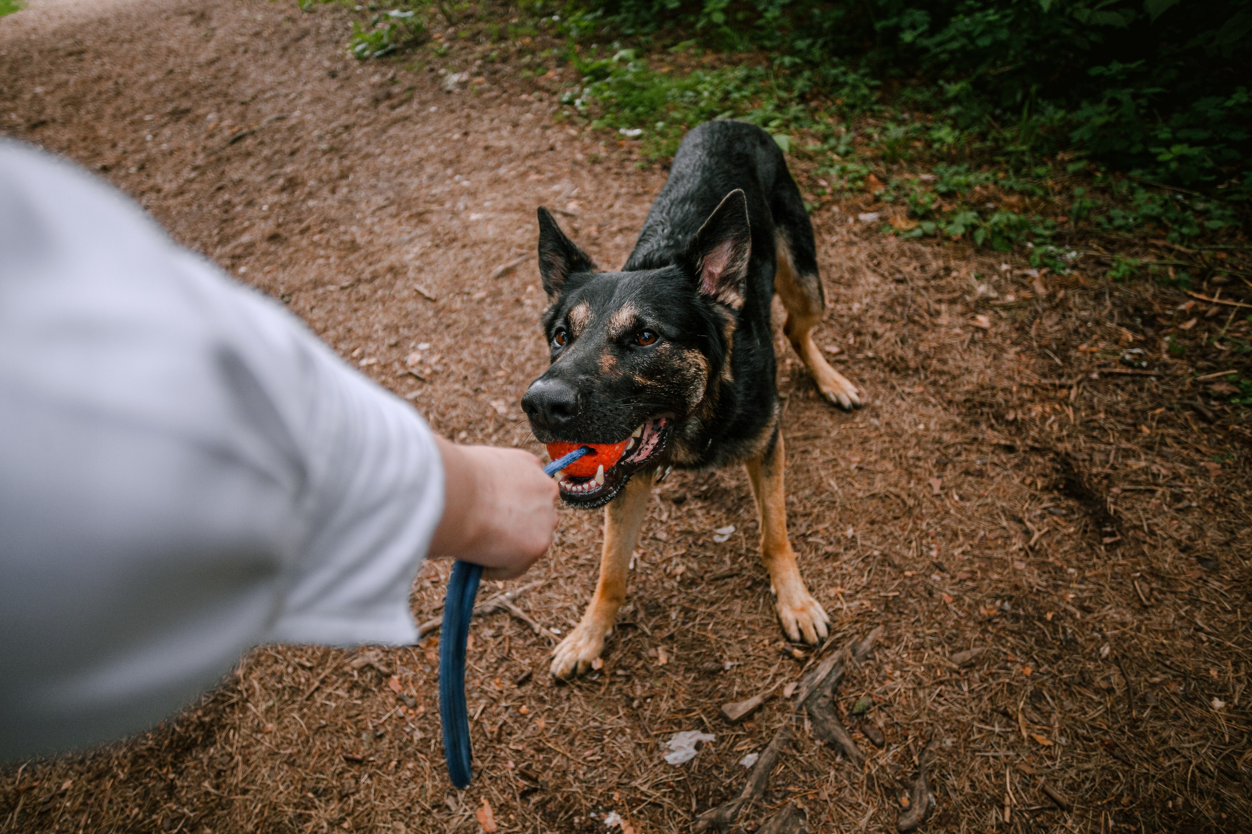 Лесная летняя фотопрогулка. Фотограф-анималист Татьяна Степанова