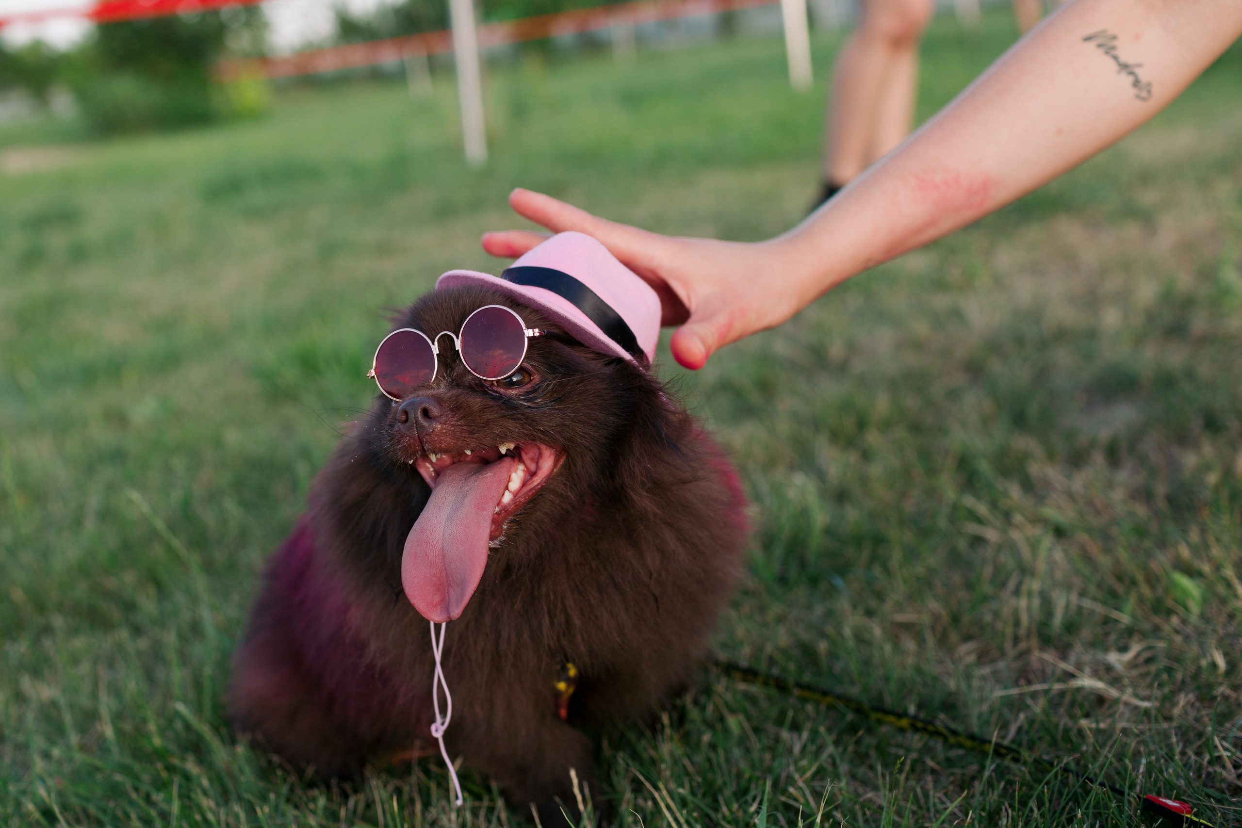 Dog Fest 2024. Главная