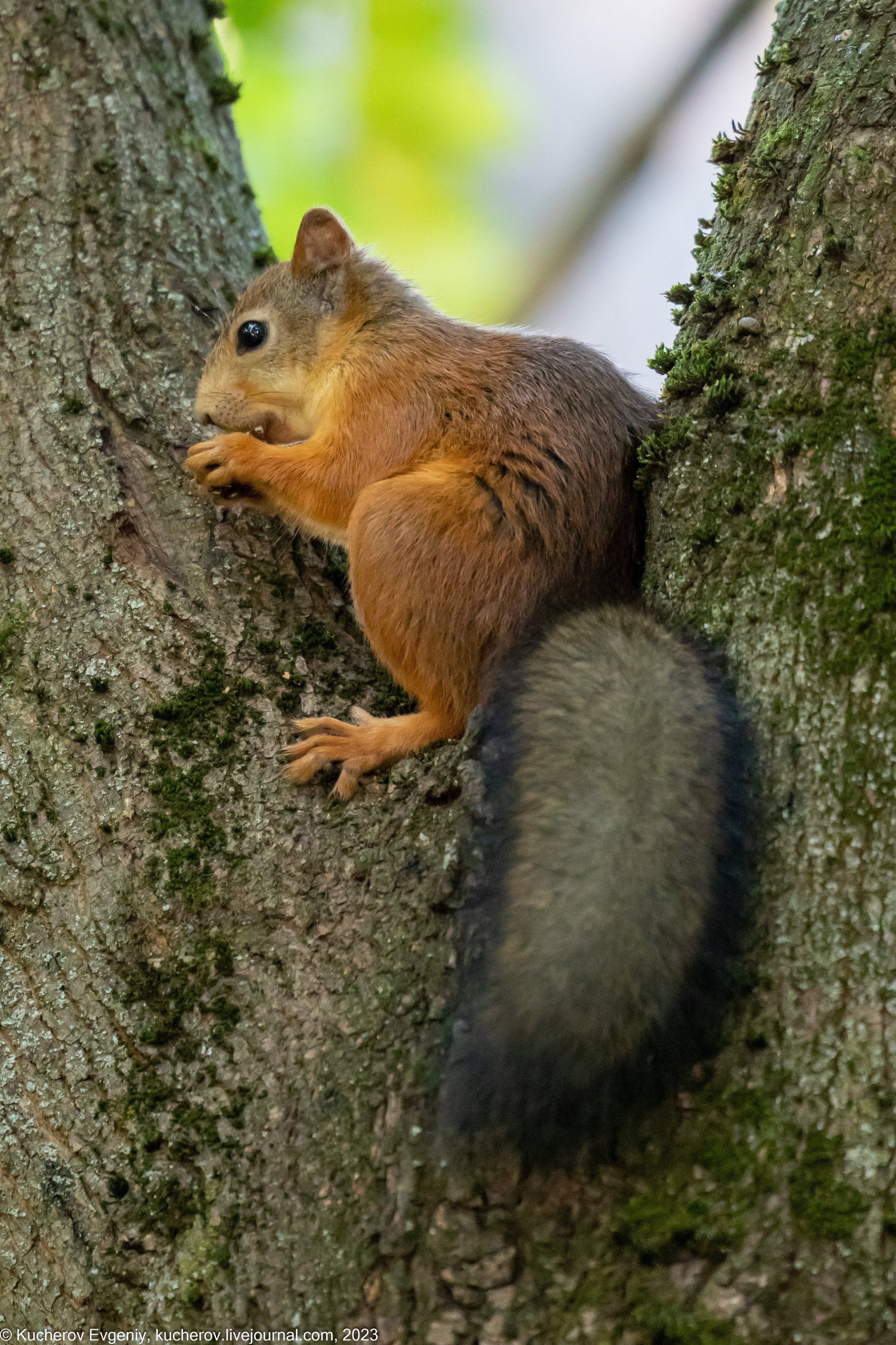 Кучеров Евгений. Фотограф