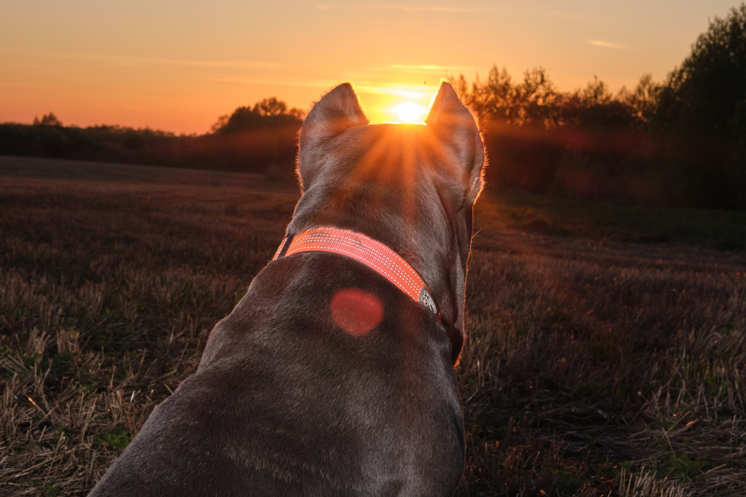 Съемка животных. Репортажная фото и видеосъемка в Москве под ключ