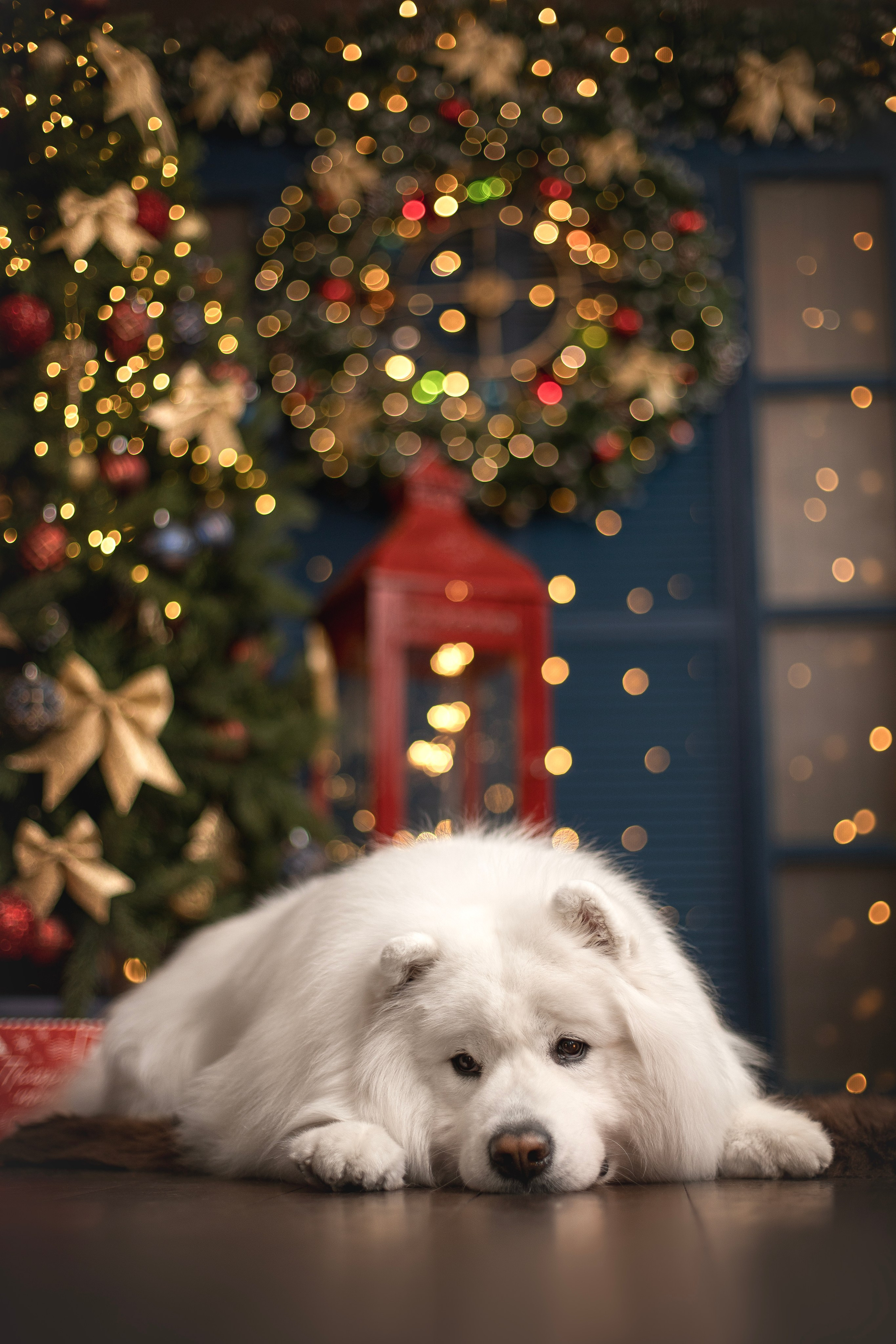 Пушистые самоедские драконы в студии. Фотограф анималист в Москве Майорова Евгения