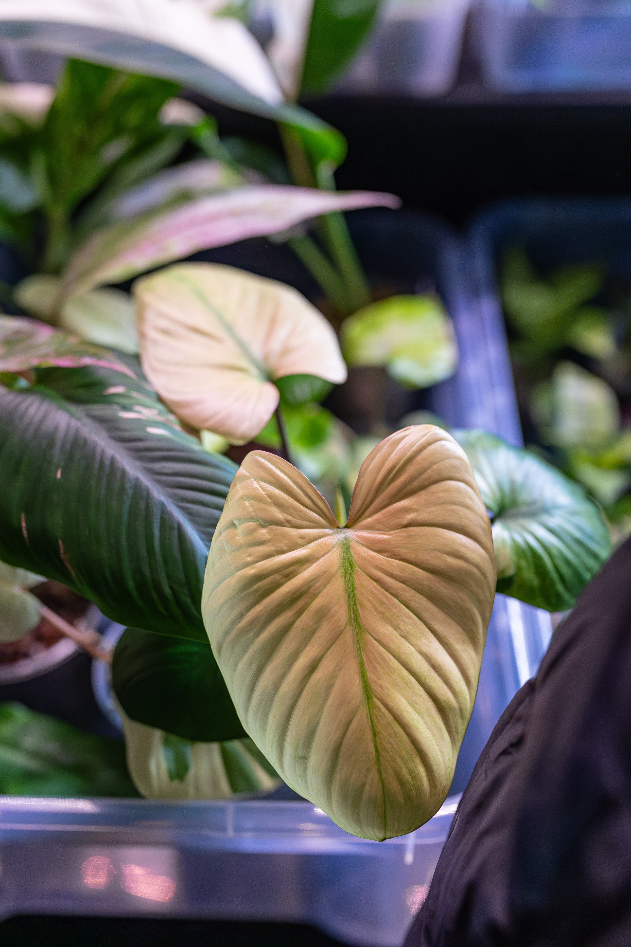 Орхидиум 12.2025. Александра Куликова фотограф, Москва