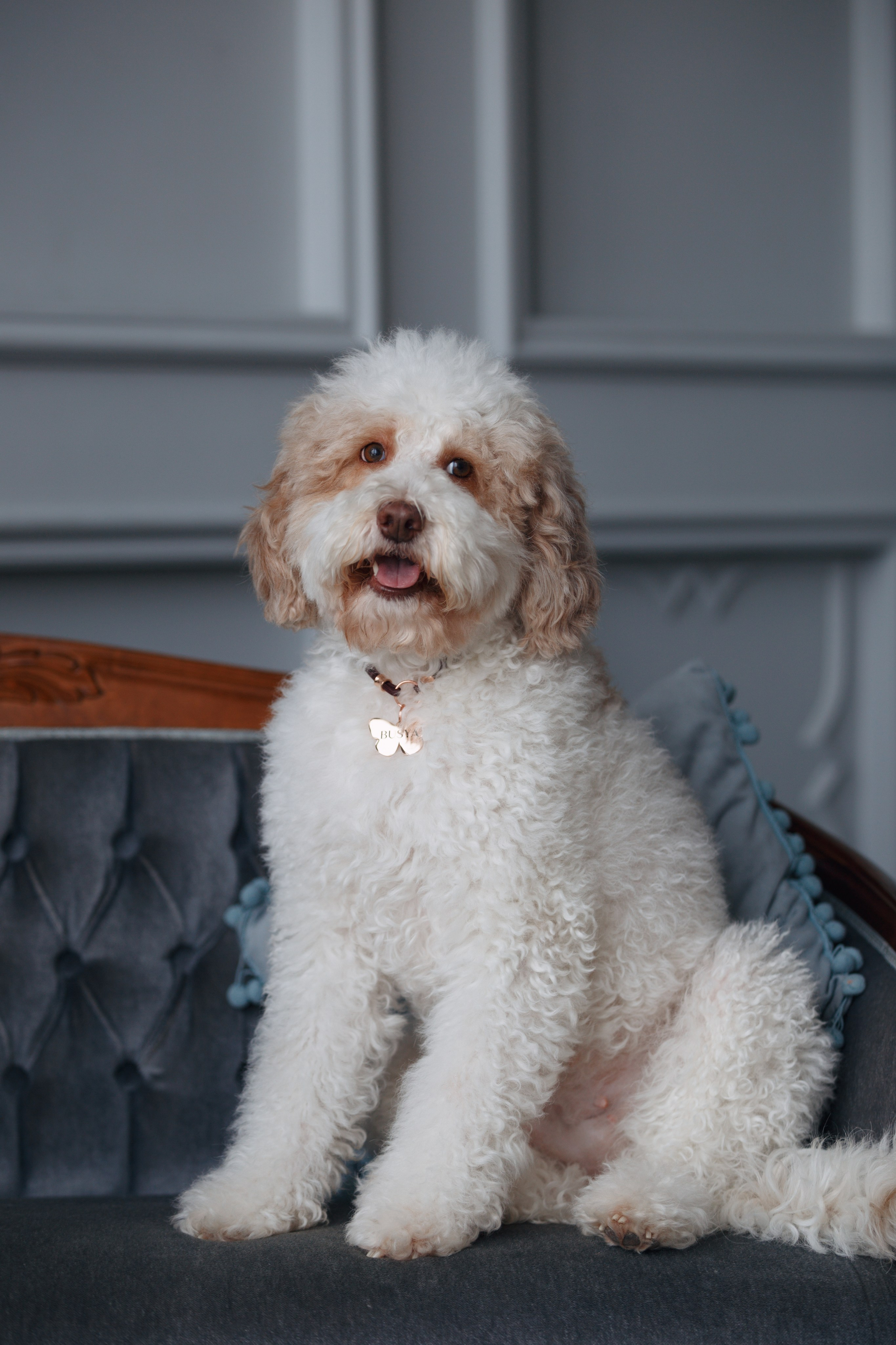 Bmbh лежанки и адресники. Фотограф анималист Кристина Карпова, Москва