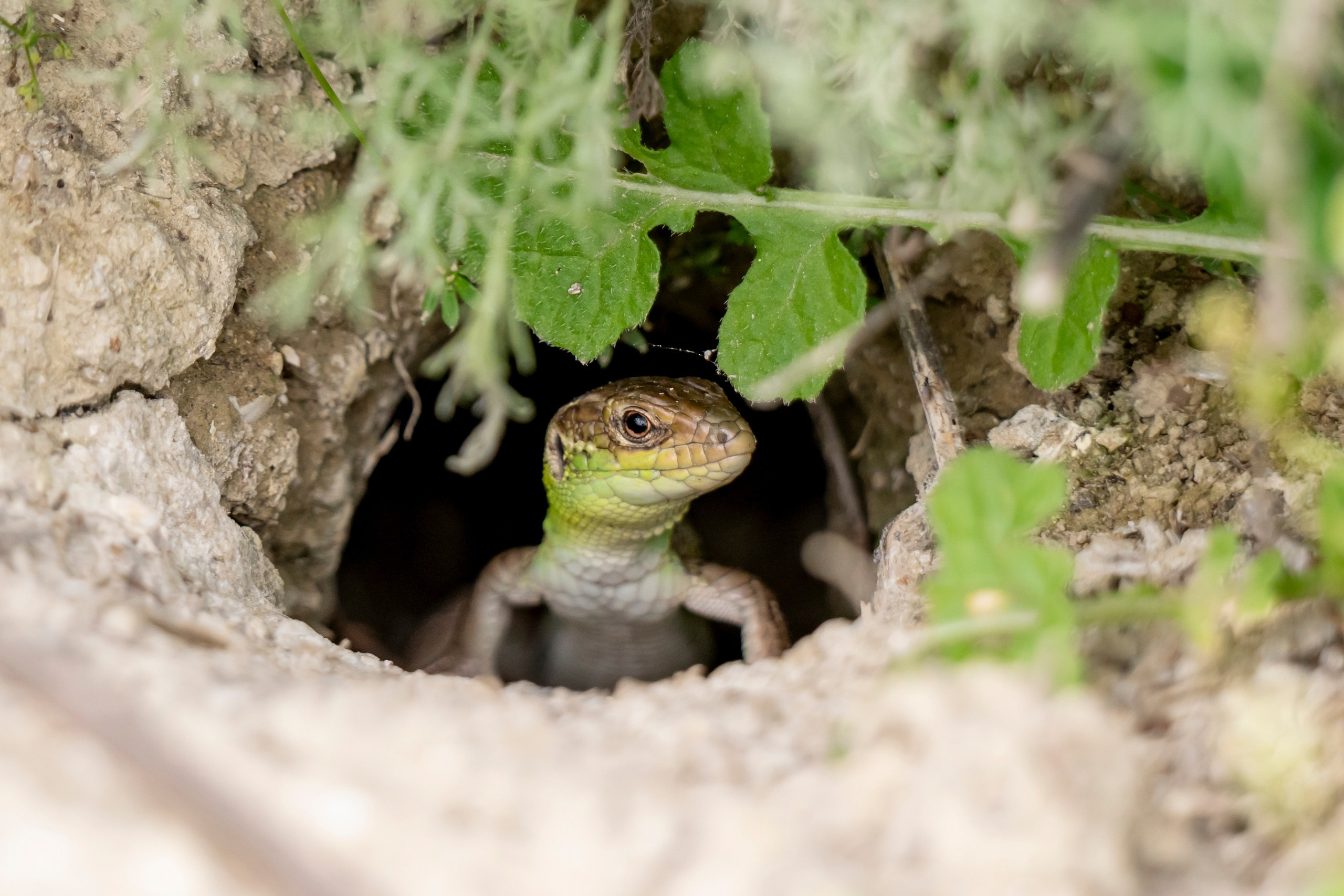 Дикая природа Дагестана. Май 2025 г. Foto-Zuev фотография как искусство