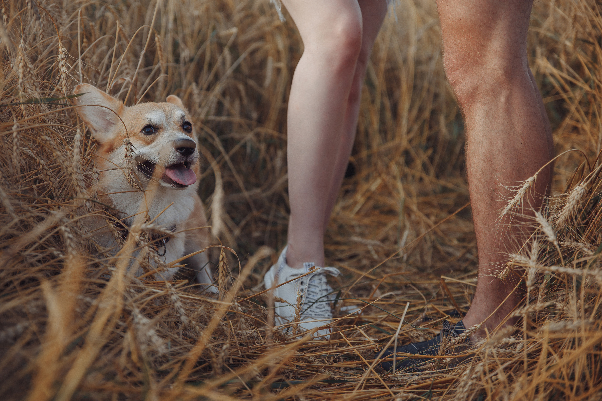 Летняя love-story в поле. Фотограф Марина Юдина. Подольск, Москва