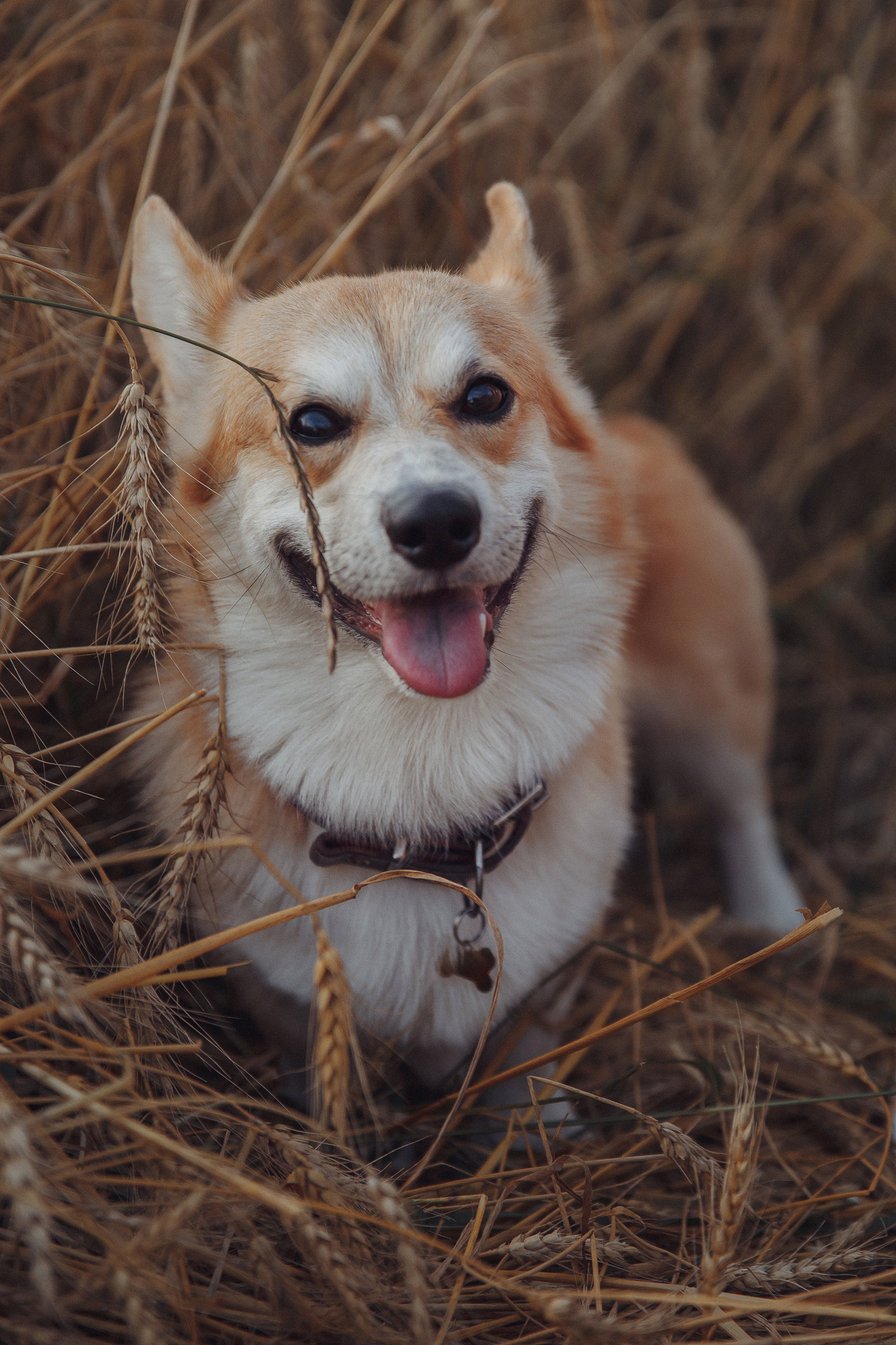 Летняя love-story в поле. Фотограф Марина Юдина. Подольск, Москва