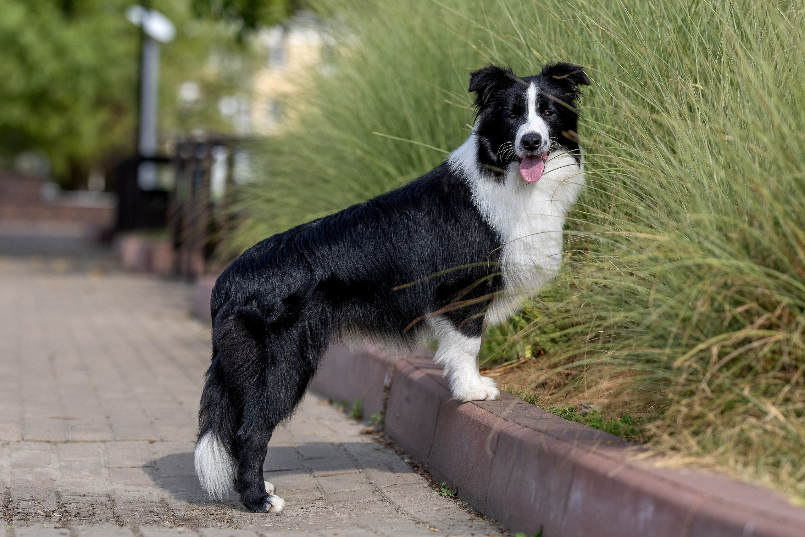 Фотосессия Перса и Дизеля. Купить щенка Вельш-корги-кардиган в семейном питомнике — Ice Fantasy
