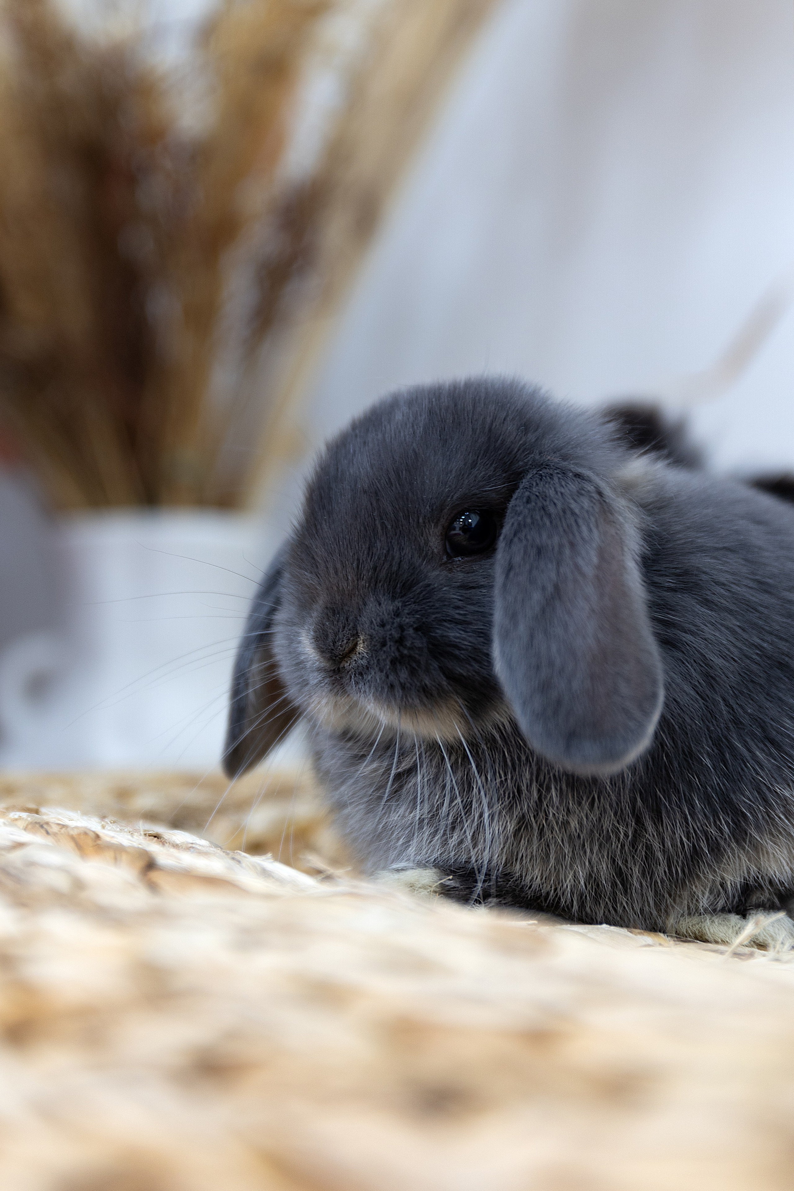 Анималистика