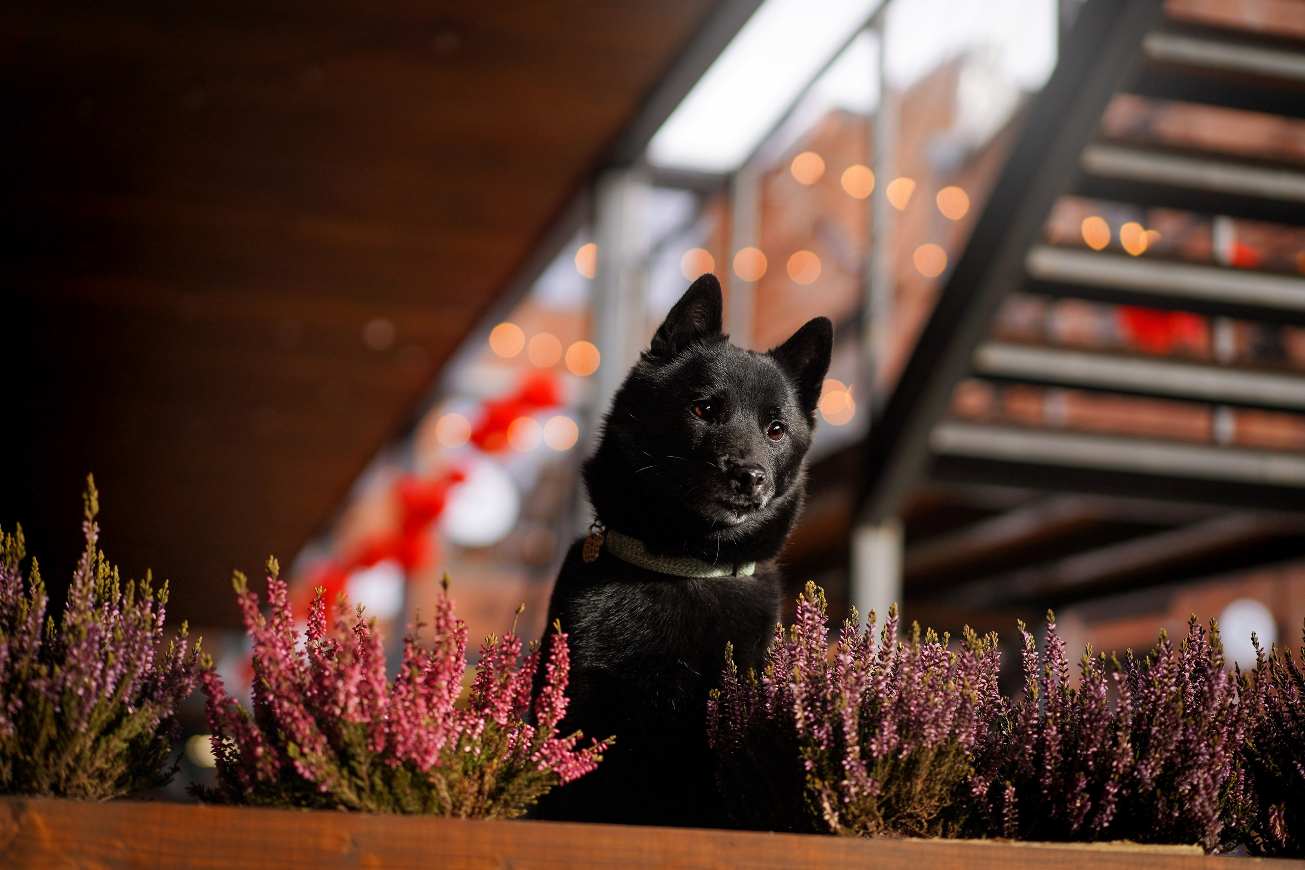 Аня Арчи и Мишель. Фотограф-анималист в Санкт-Петербурге Яна Мартынова