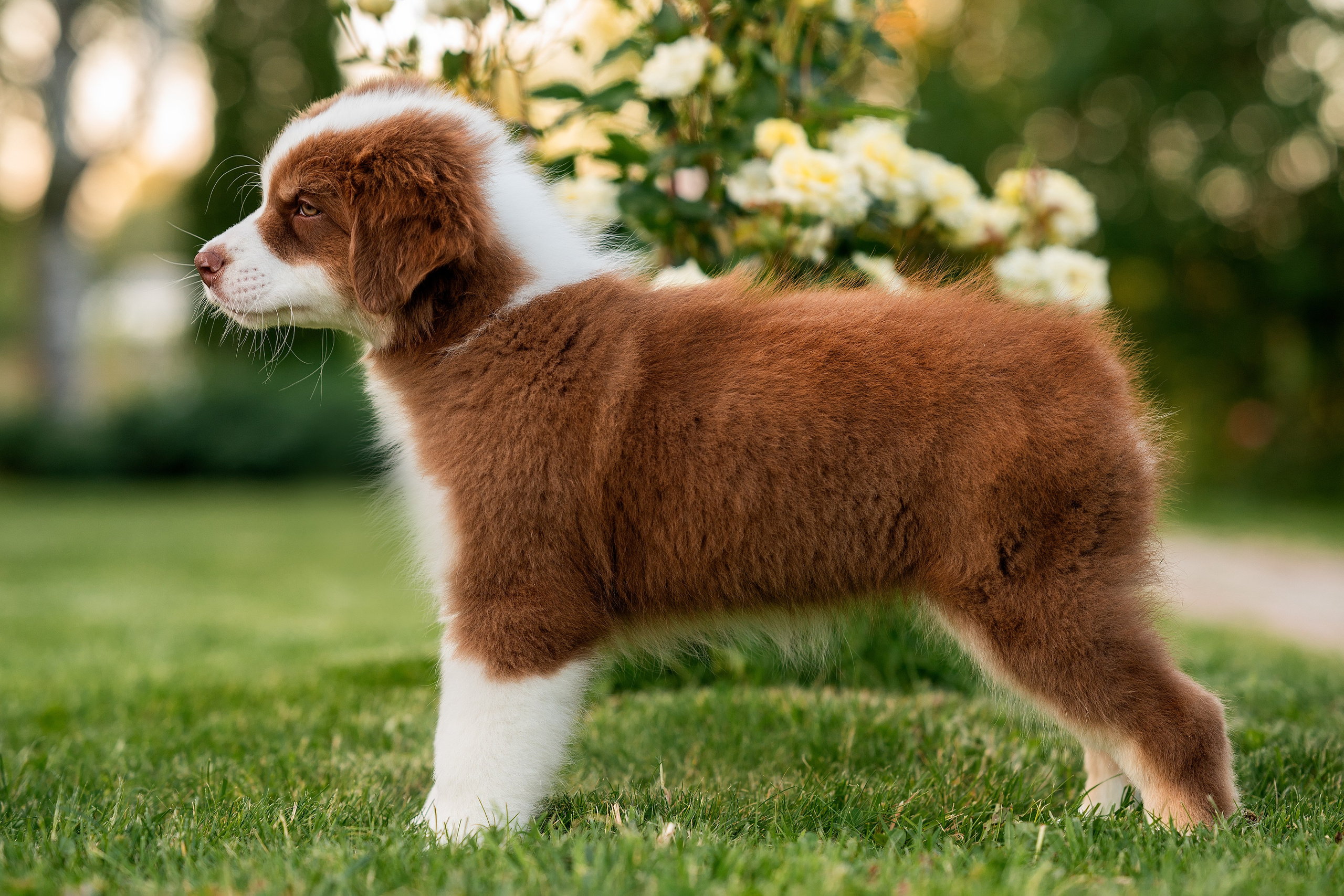 Заводчик Елизавета Степанова. Творческий фотограф Вологда