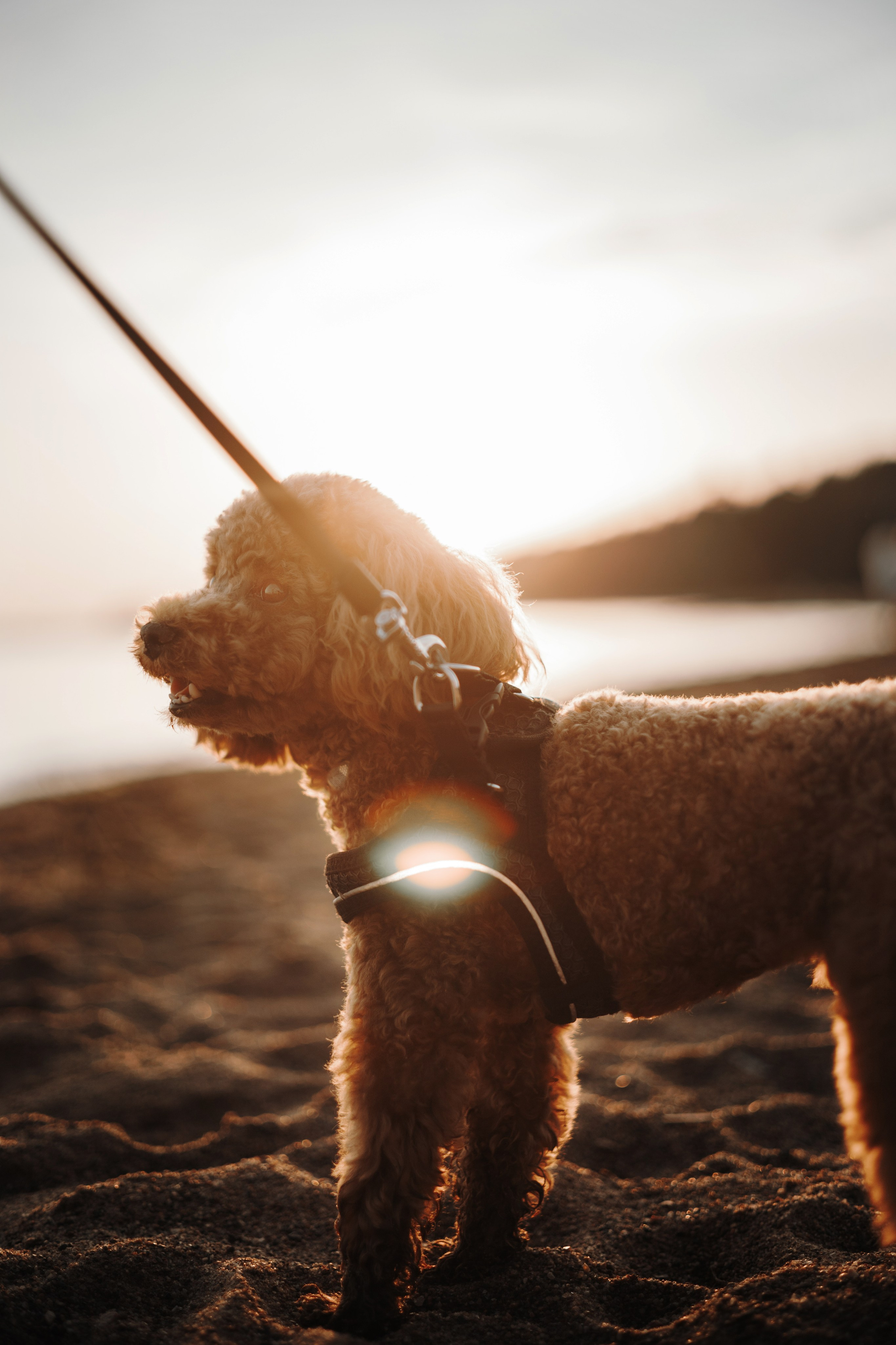 Съёмка на пляже. Семья-солнечный луч. Фотограф — анималист •love-story•|Санкт-Петербург