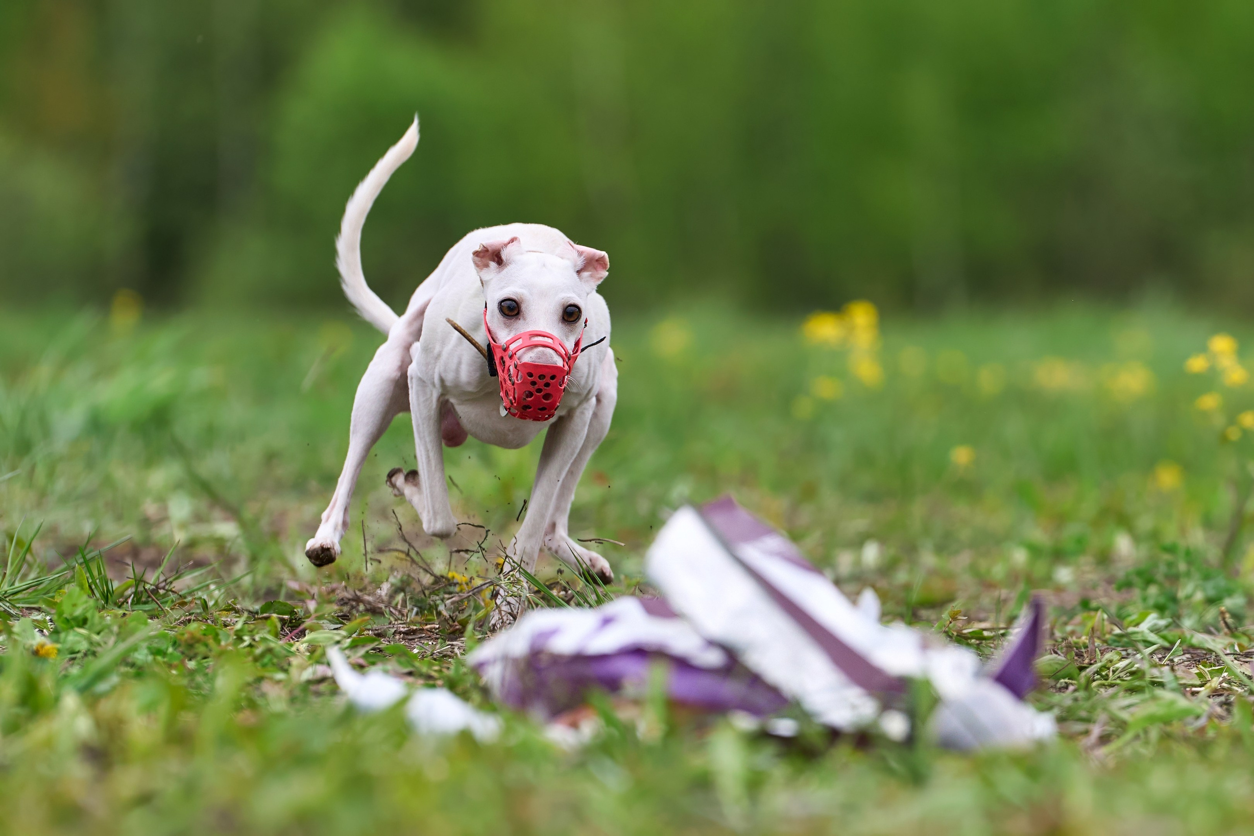 Тренировка по курсингу Донино. Фотограф-анималист Михаил Манухин