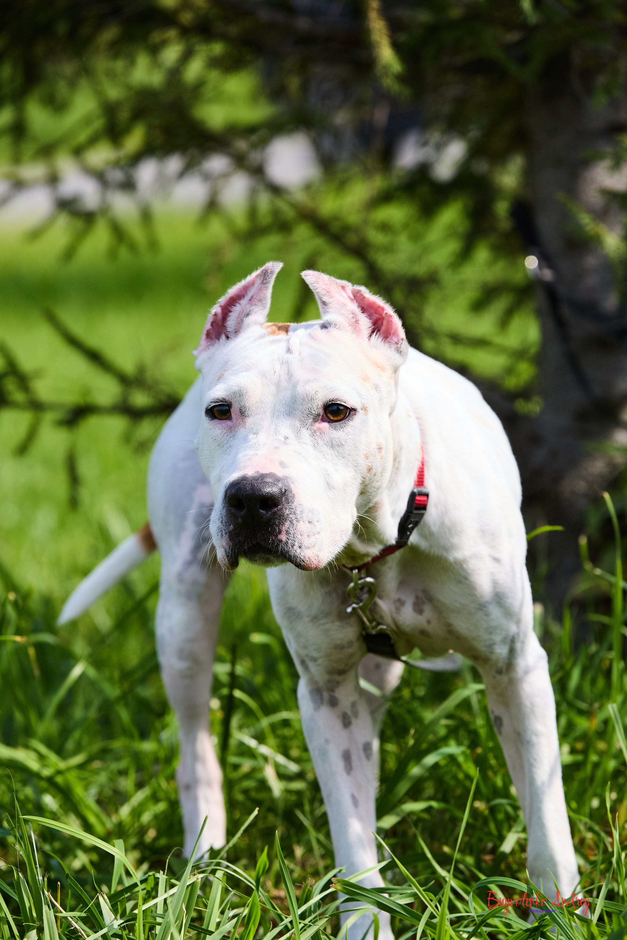 Проект фотопрогулка с хвостиком. Buyvolenko Andrey