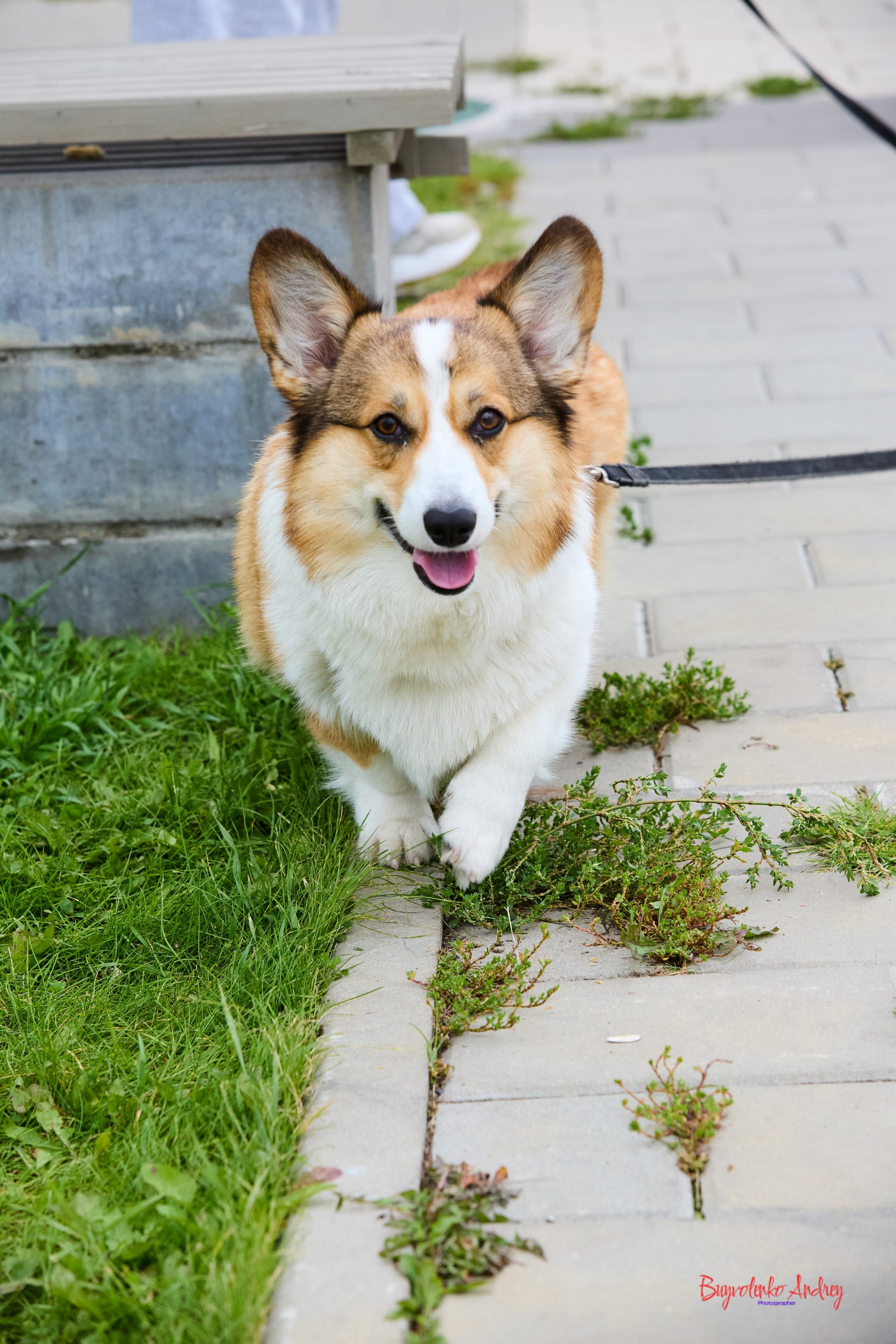 Проект фотопрогулка с хвостиком. Buyvolenko Andrey