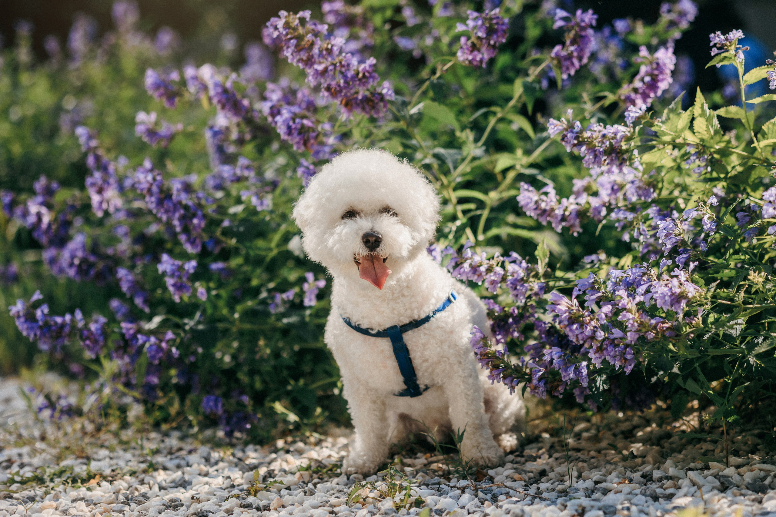 Марина, Данил и Бруно. Фотограф-анималист Елена Радченко, Москва