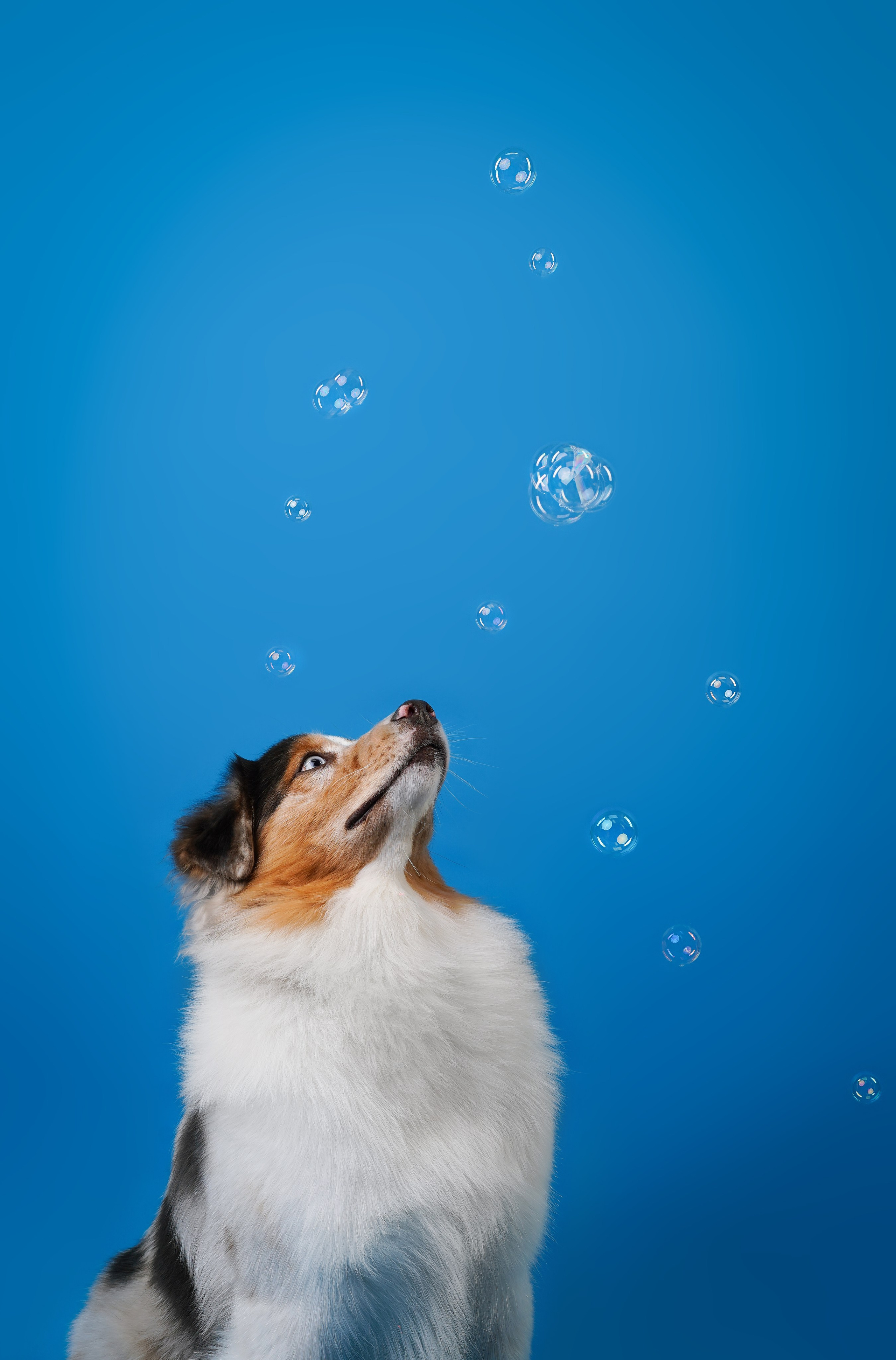 Австралийская овчарка Валли. Фотограф-анималист в Санкт-Петербурге Яна Мартынова