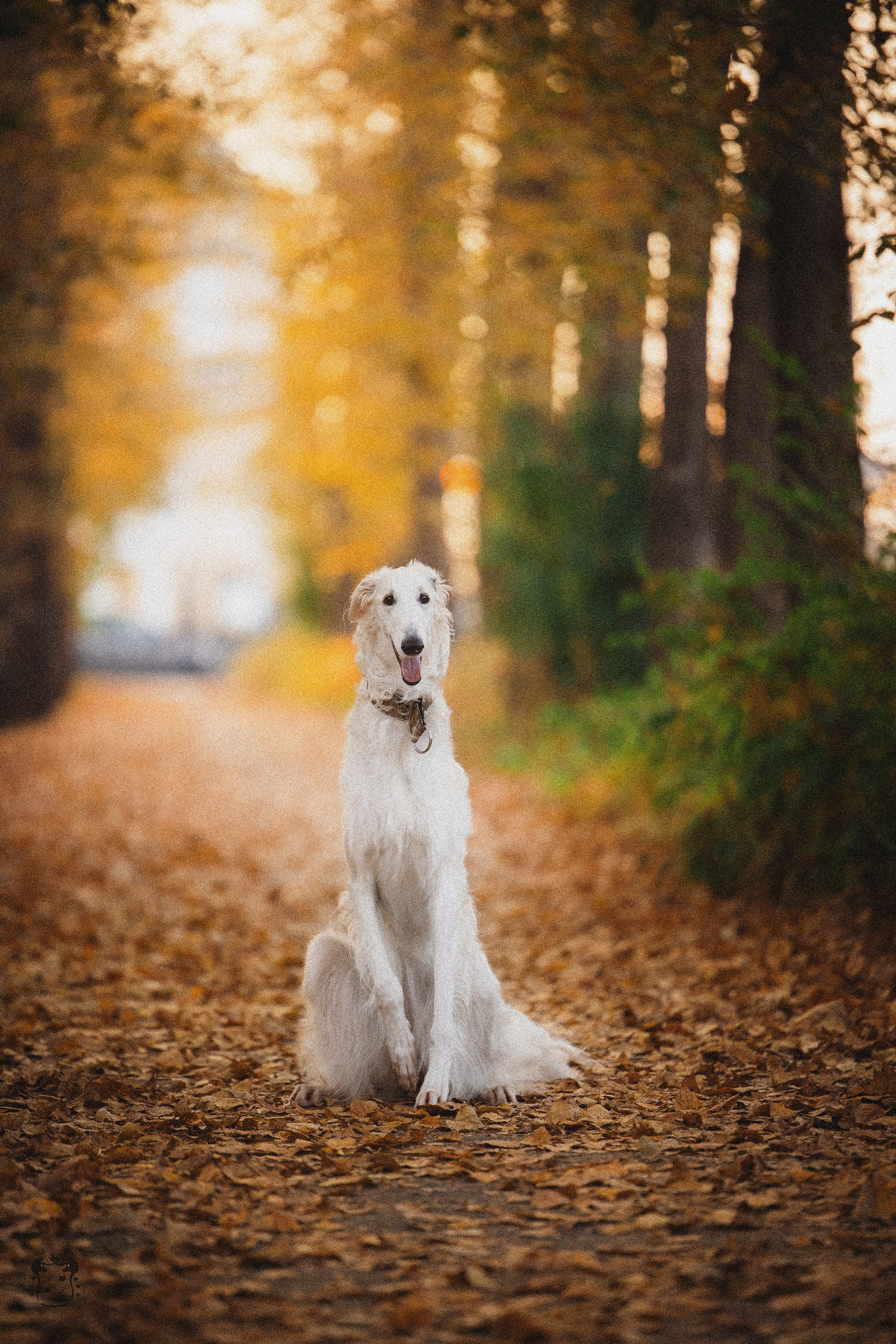 Портфолио. Фотограф-анималист в Екатеринбурге Марина Шишкина