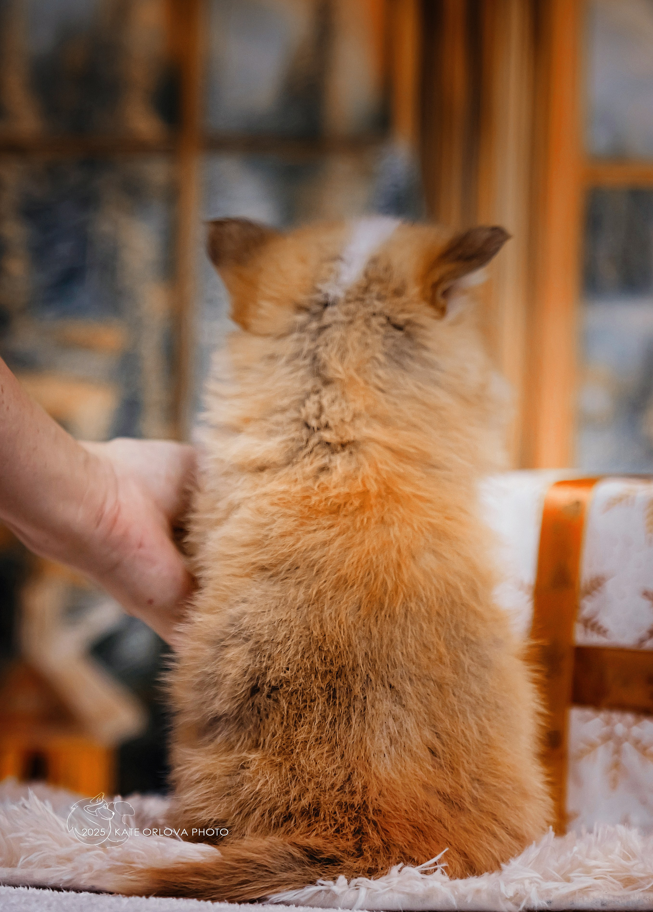 А — Кола и Цесей. Kawaii Kuma питомник собак пород Корги пемброк, Акита ину, Сиба