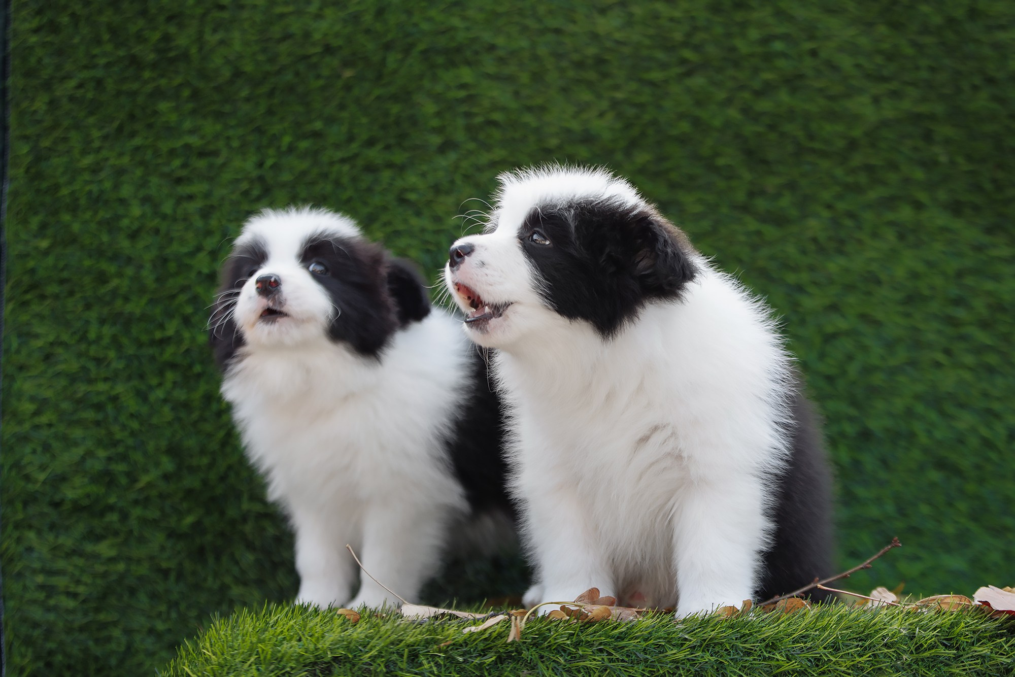 Новый лист. О нас